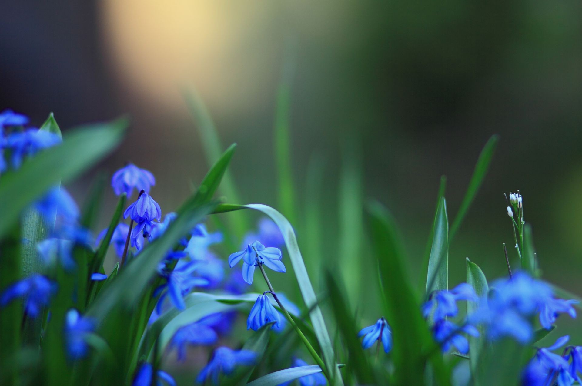 flowers nature flower leaf flora blur growth easter grass garden outdoors summer season bright fair weather bulb floral springtime park petal