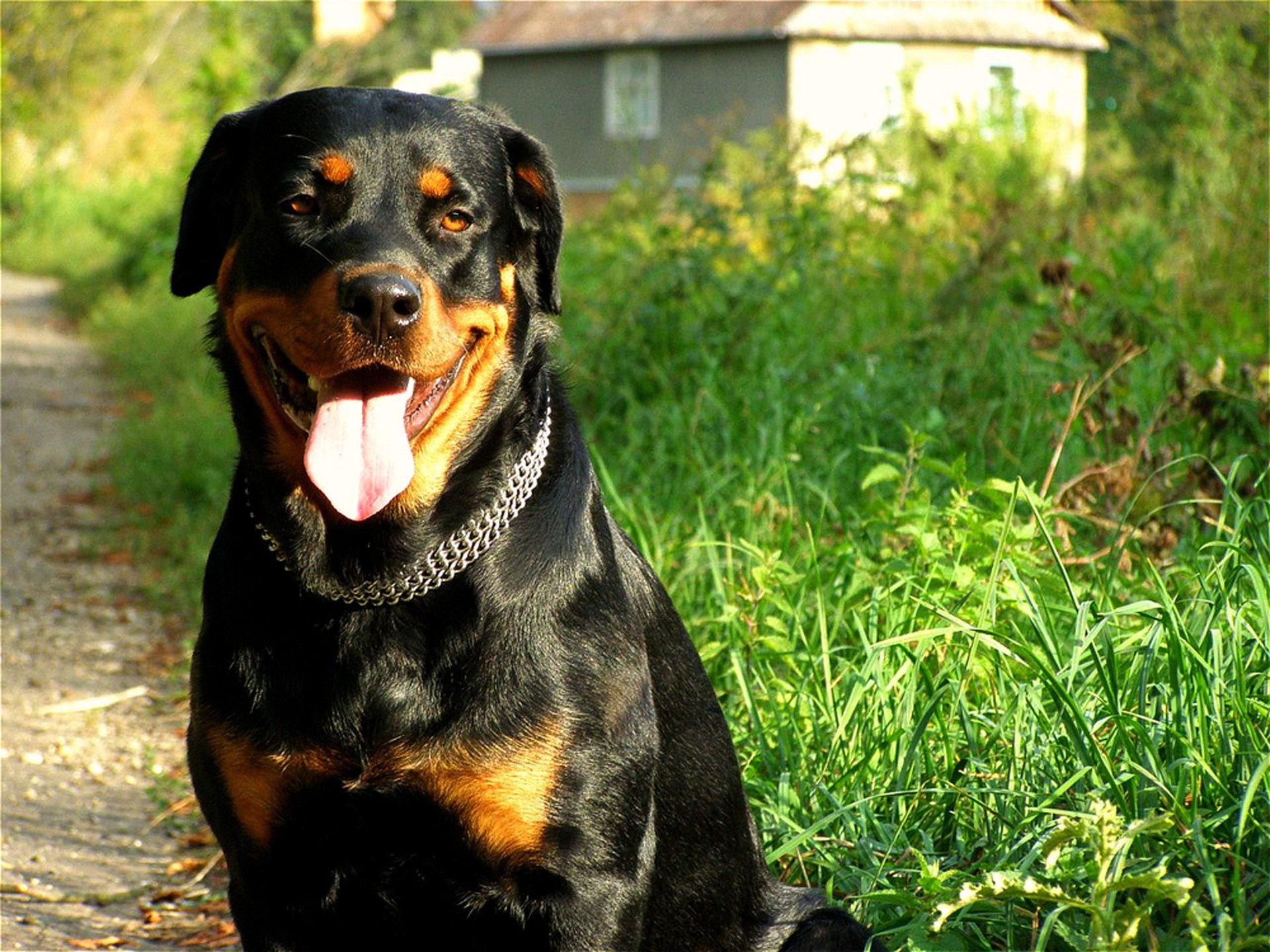 perros perro mascota mamífero lindo animal retrato perro doméstico ver hierba cachorro rottweiler sentarse joven