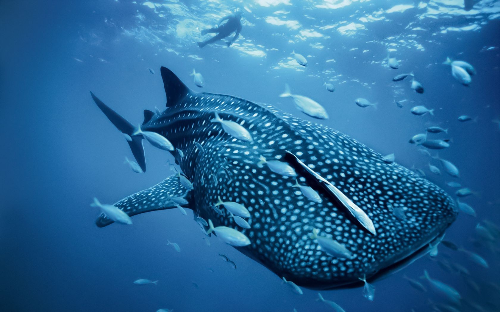 zwierzęta podwodne ryby pływanie woda shark nurkowanie łódź podwodna ocean koralowy tropikalna rafa morze snorkeling wildlife