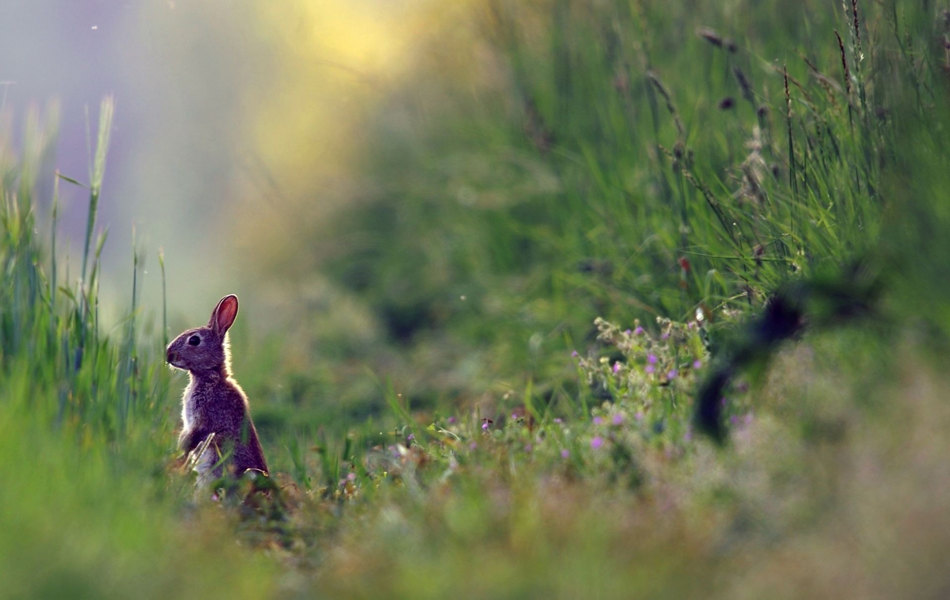 животные на открытом воздухе трава природа дикой природы животное млекопитающее мало поле сенокос цветок грызун