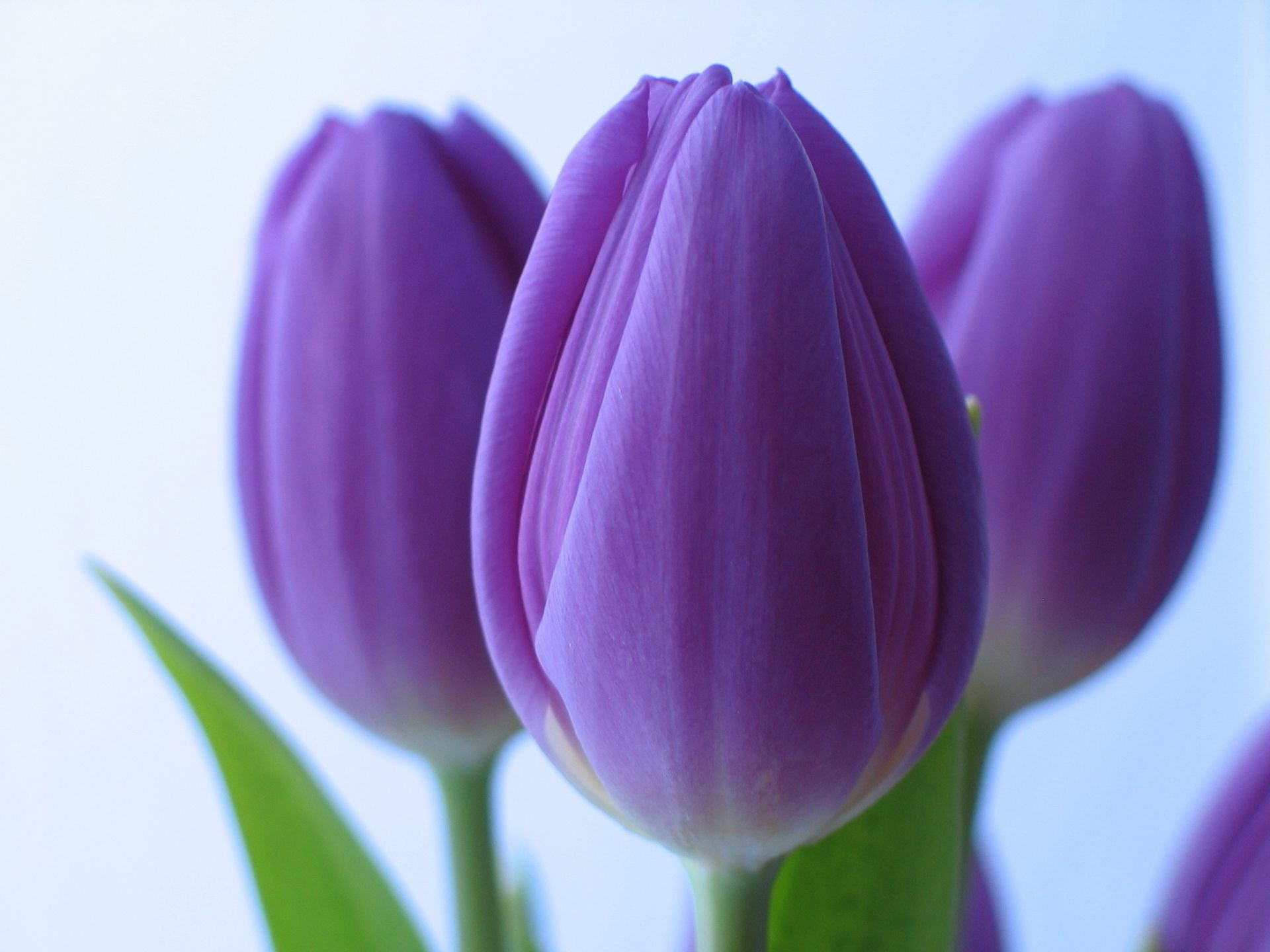 tulipani natura fiore pasqua tulipano foglia flora estate luminoso crescita giardino floreale romanticismo colore stagione amore