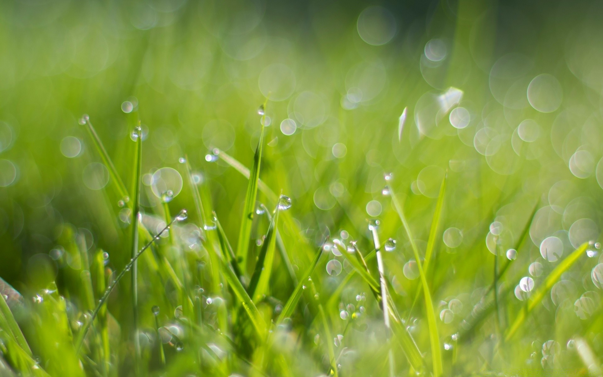 gouttelettes d eau rosée herbe pelouse pluie chute foin luxuriante flore jardin aube feuille gouttes croissance nature été fraîcheur environnement soleil champ lumineux