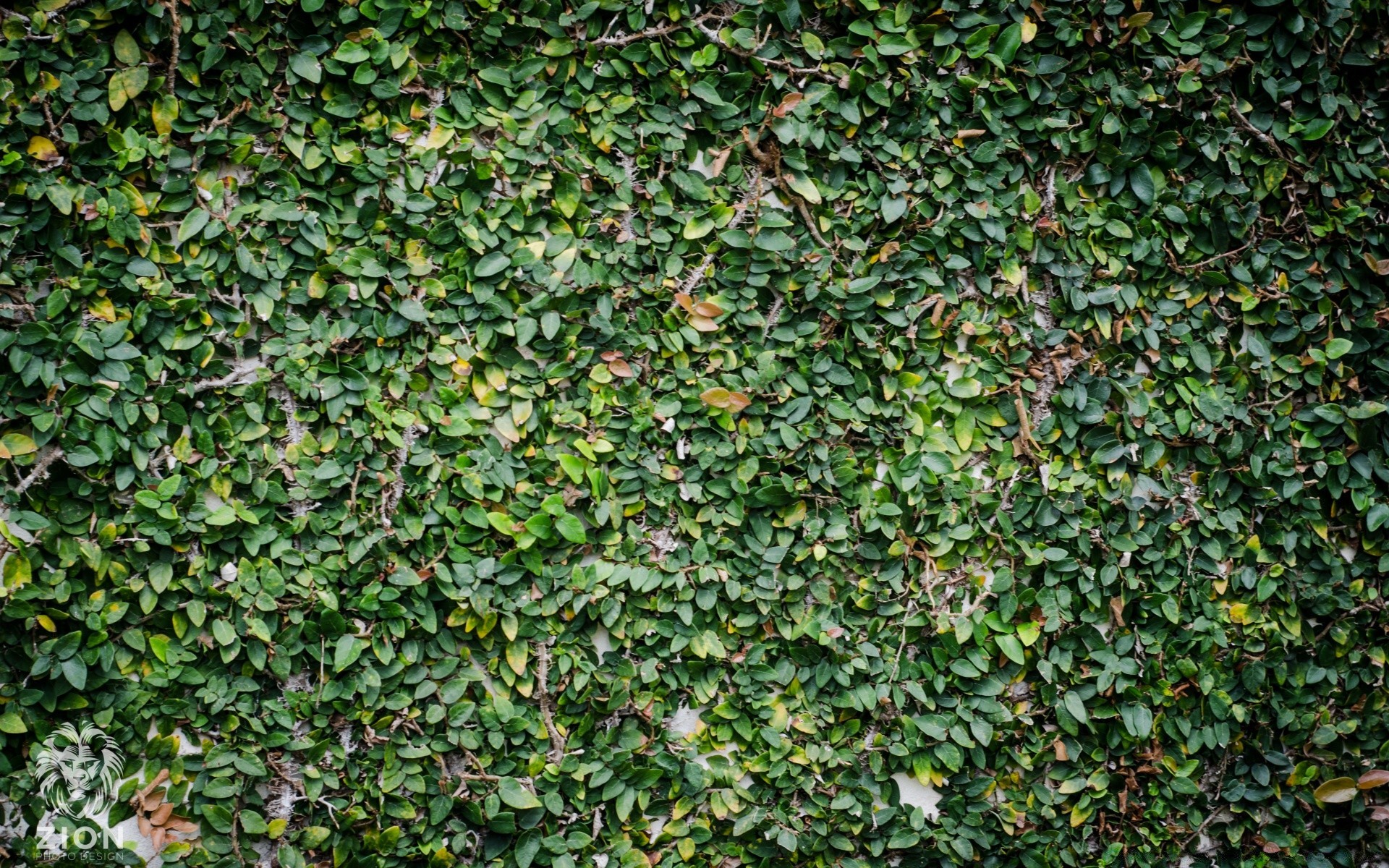 plantas textura ivy desktop padrão folha parede creeper flora velho jardim crescimento fundo áspero natureza vegetação design hedge arbusto abstrato superfície