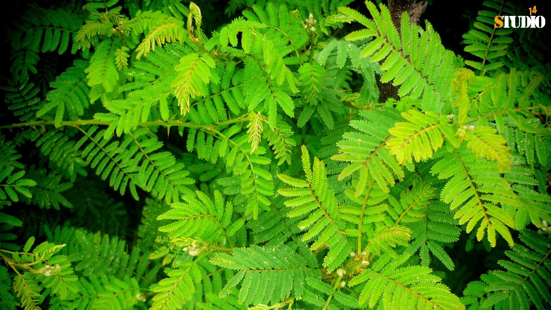 plantas hoja naturaleza al aire libre madera flora