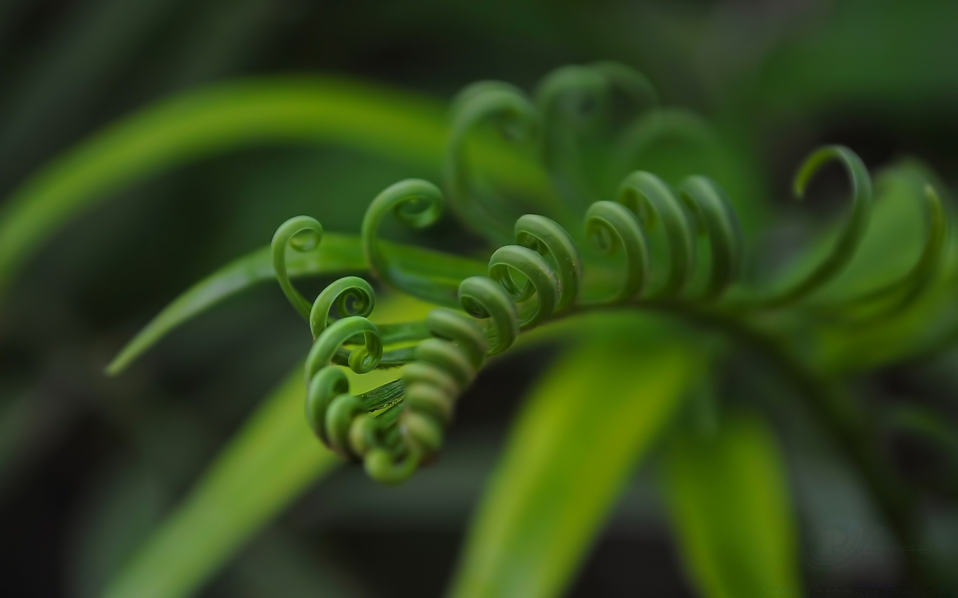 plantas flora folha natureza crescimento jardim cor close-up chuva desktop próximo flor verão botânico casca floral