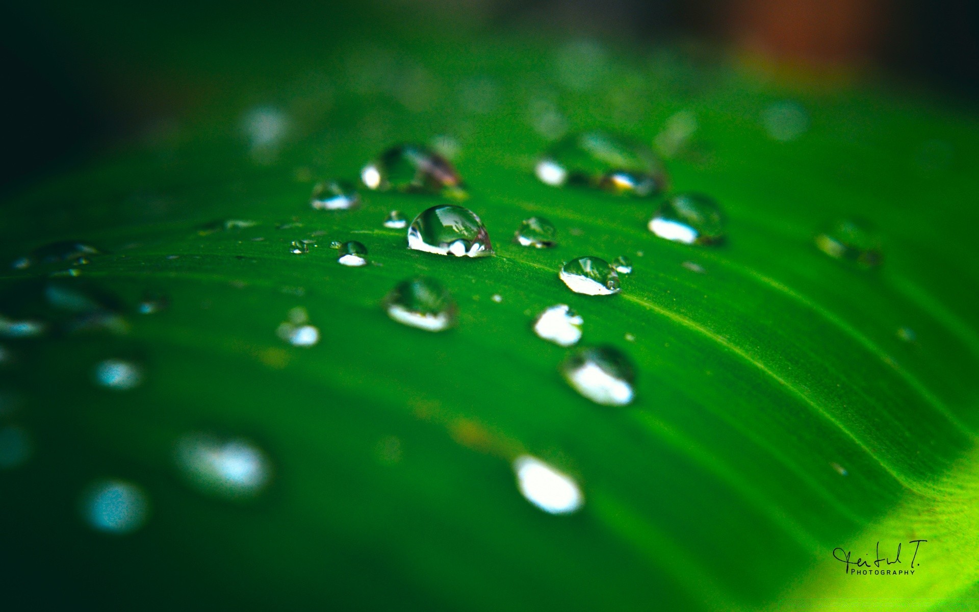 droplets and water dew rain wet drop droplet water raindrop leaf purity shining clean liquid freshness splash growth dewy bright nature