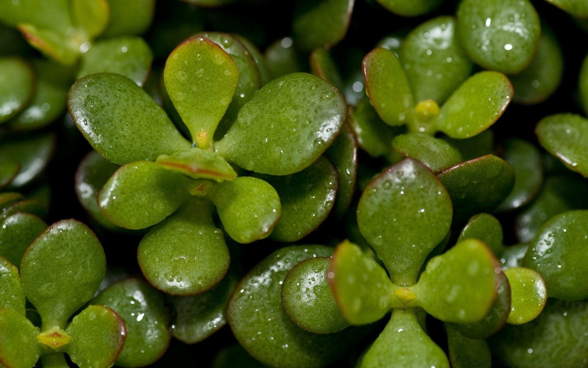 piante cibo natura salute crescere flora foglia frutta primo piano verdura sano crescita