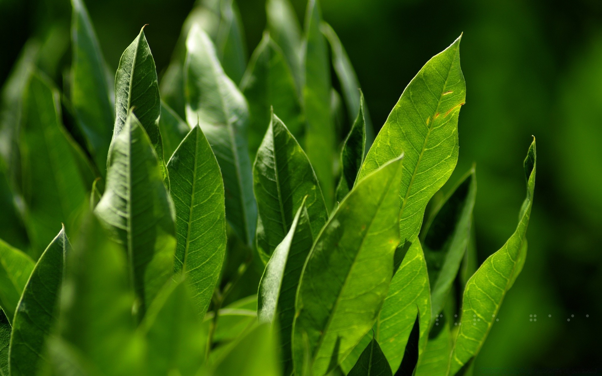 rośliny liść flora wzrost natura dof bujny zdrowie deszcz