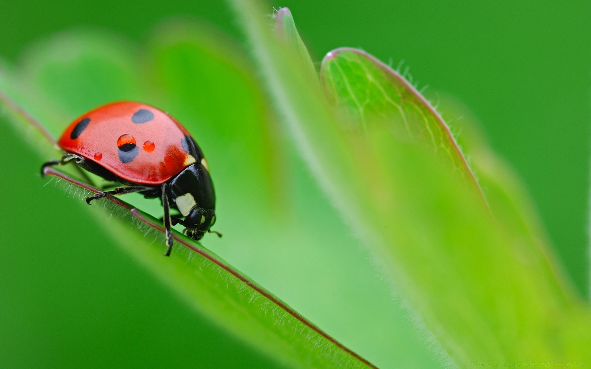 plantes coccinelle insecte coléoptère nature feuille biologie minuscule peu flore jardin herbe été zoologie gros plan environnement couleur mouche faune