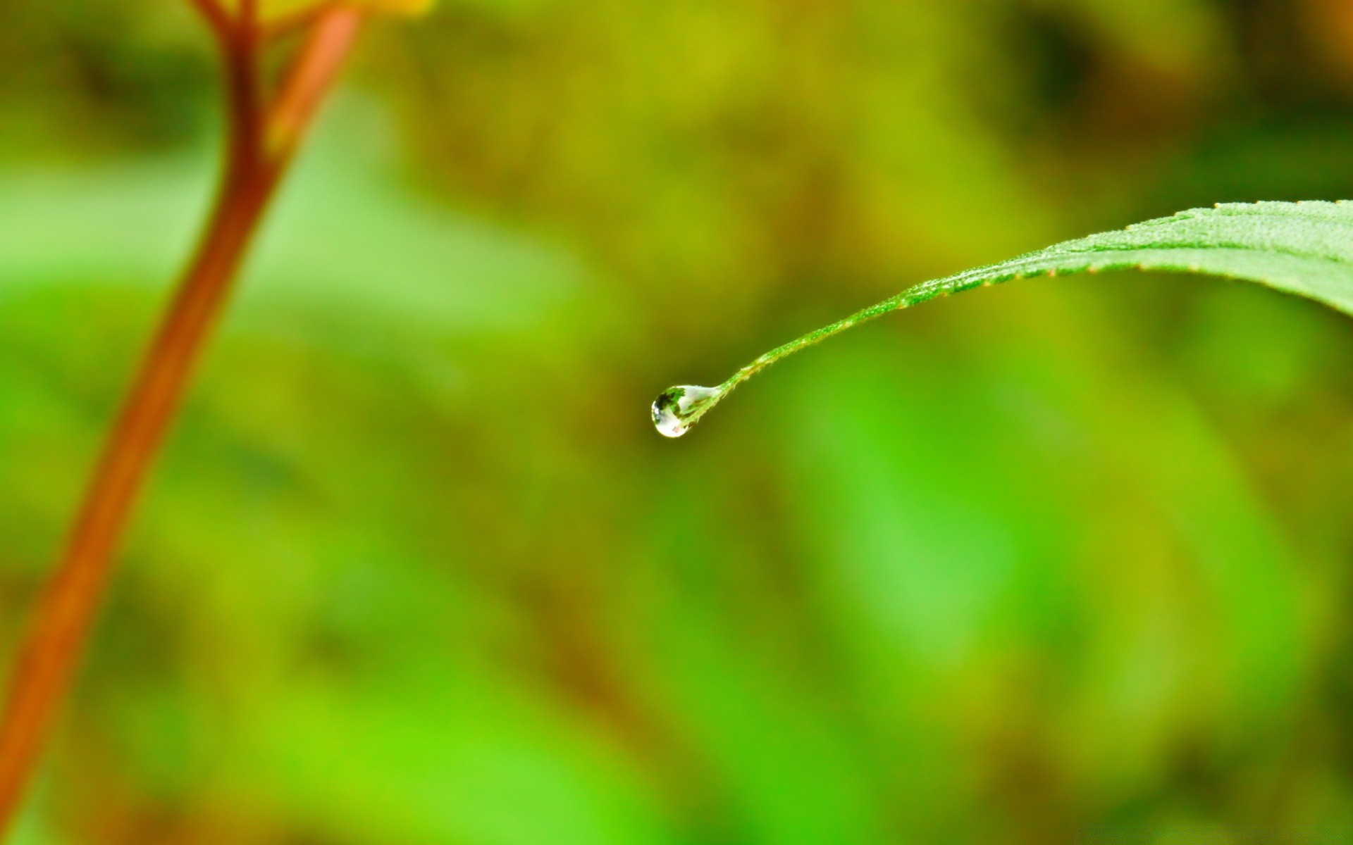 plantas folha natureza orvalho chuva flora queda jardim crescimento grama ambiente ecologia verão gotas molhado pureza gotas ambiente ao ar livre borrão