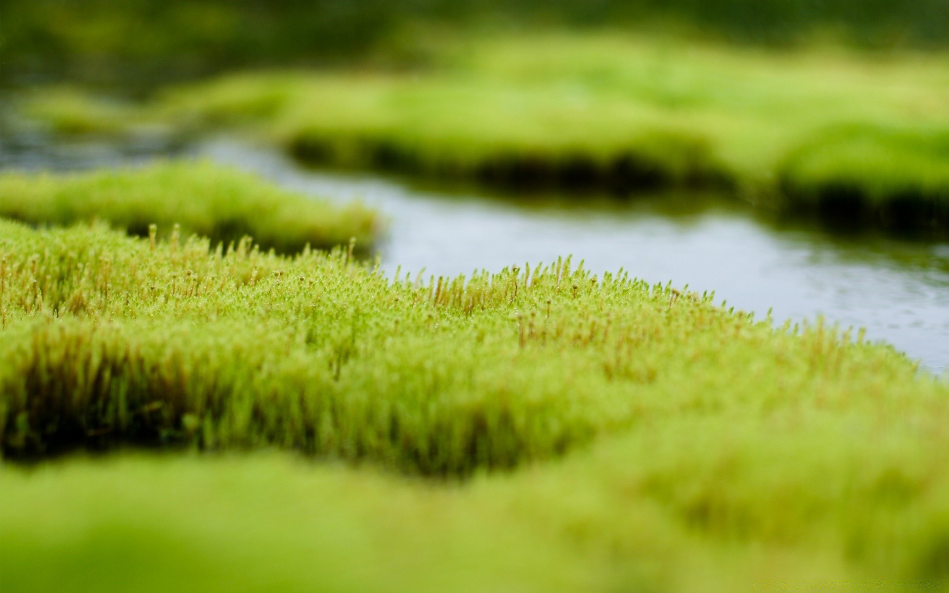 pflanzen gras natur feld flora sommer farbe desktop im freien wachstum schließen heuhaufen schön garten frische hell medium rasen blatt üppig