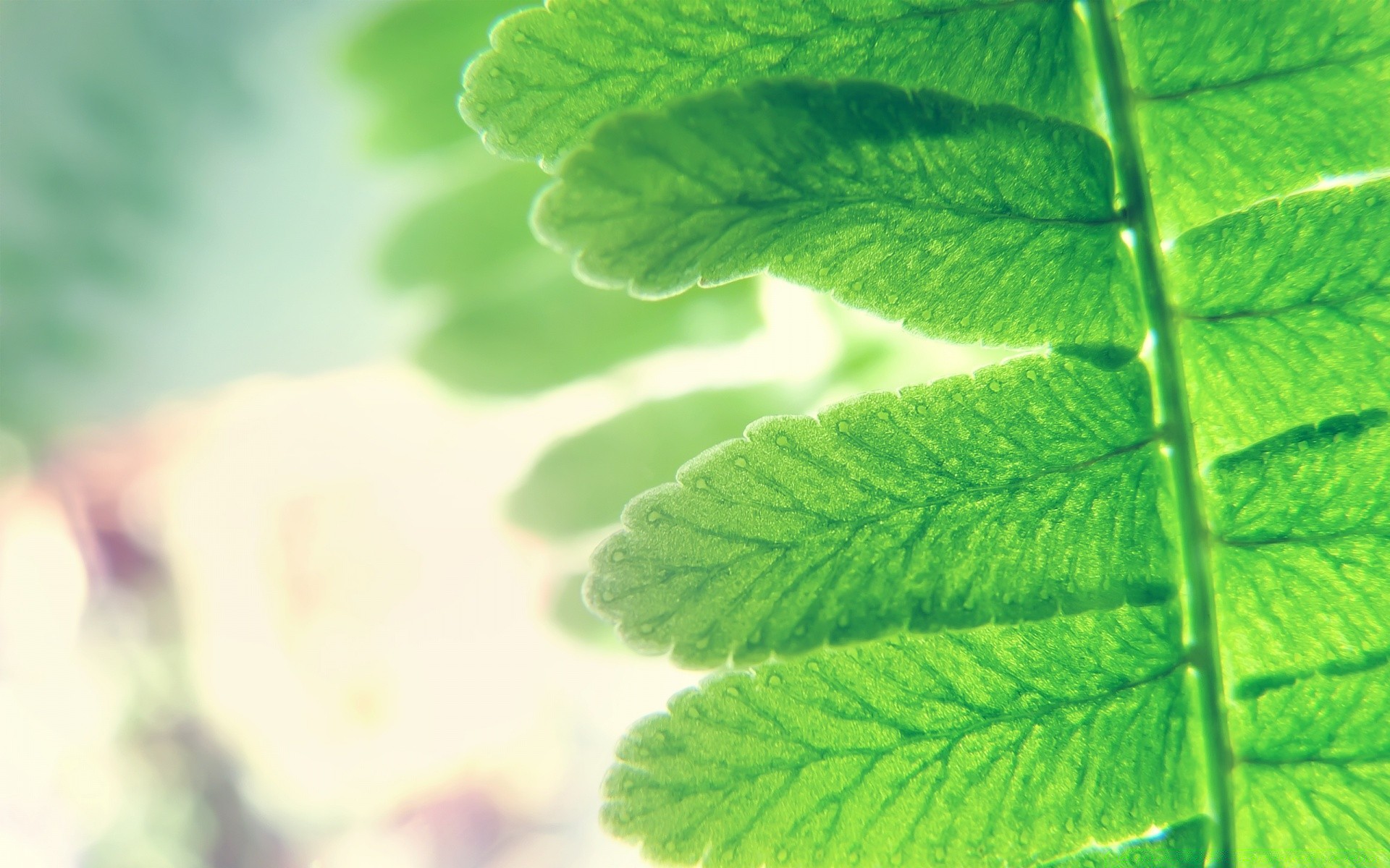 plantas hoja crecimiento flora naturaleza desenfoque verano exuberante jardín ecología brillante buen tiempo medio ambiente