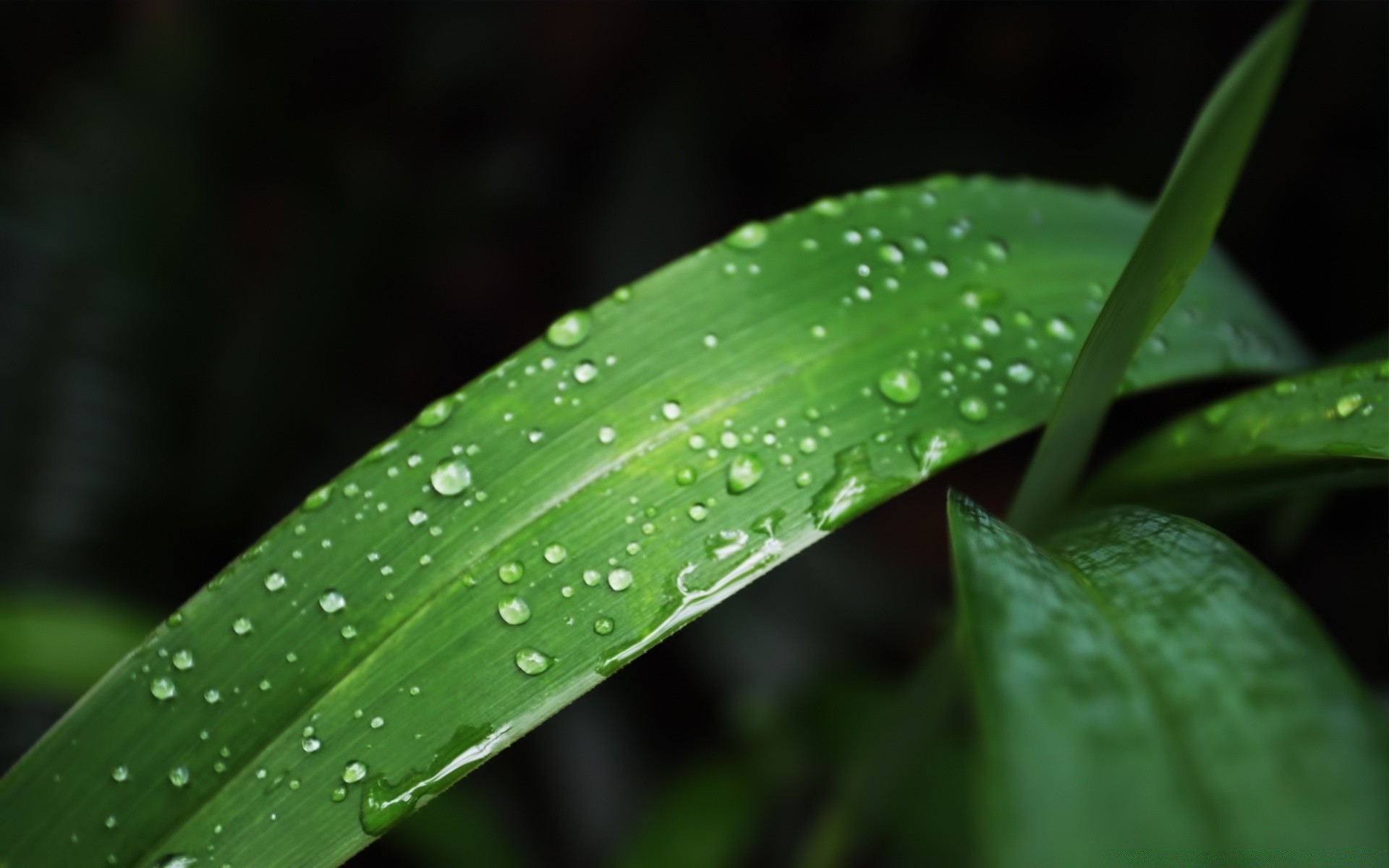 droplets and water leaf rain flora dew growth nature drop wet environment garden purity