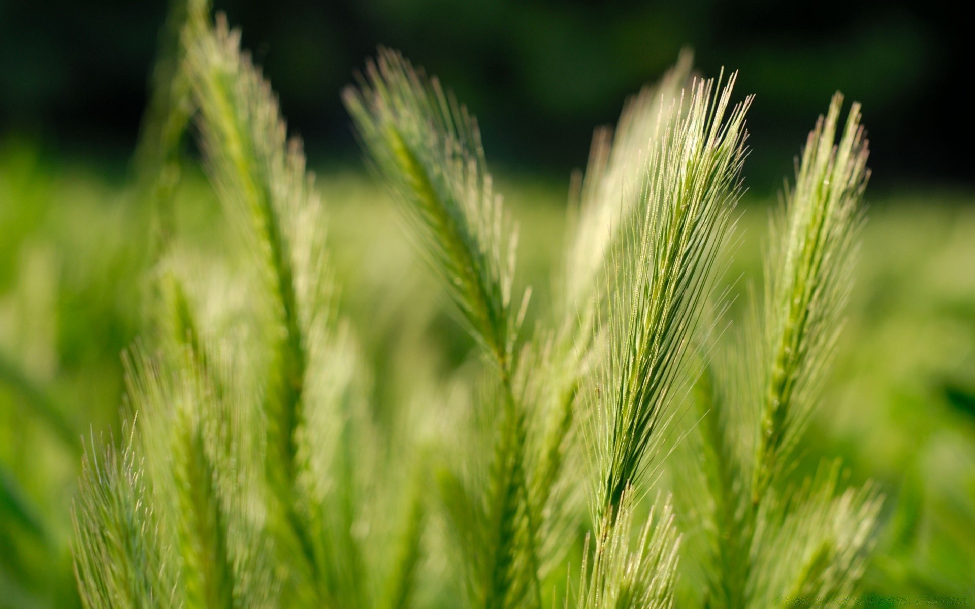 plants nature wheat cereal growth pasture rural summer agriculture field grass seed flora outdoors bread farm leaf sun corn crop