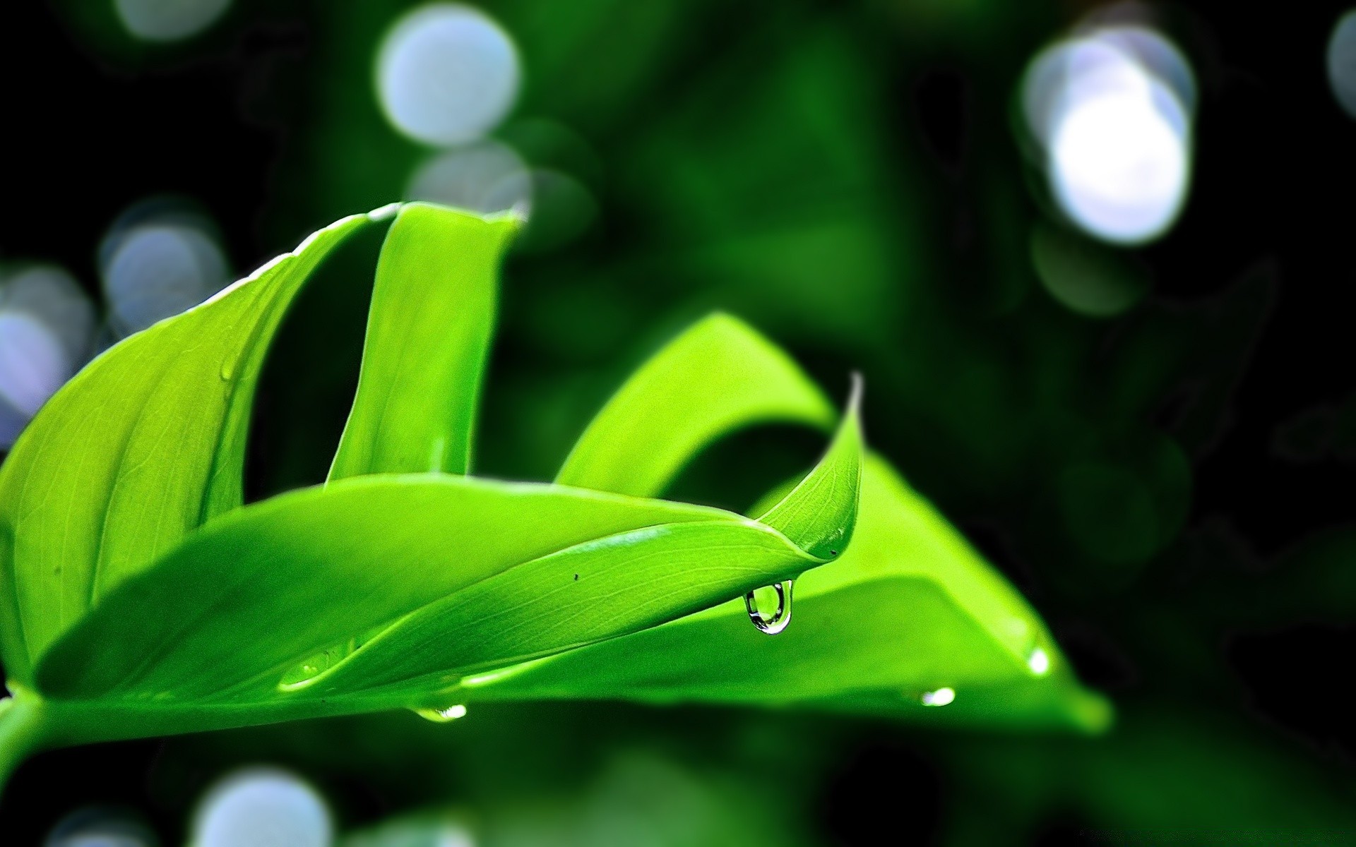 pflanzen blatt flora regen natur aufstieg tau garten tropfen medium licht