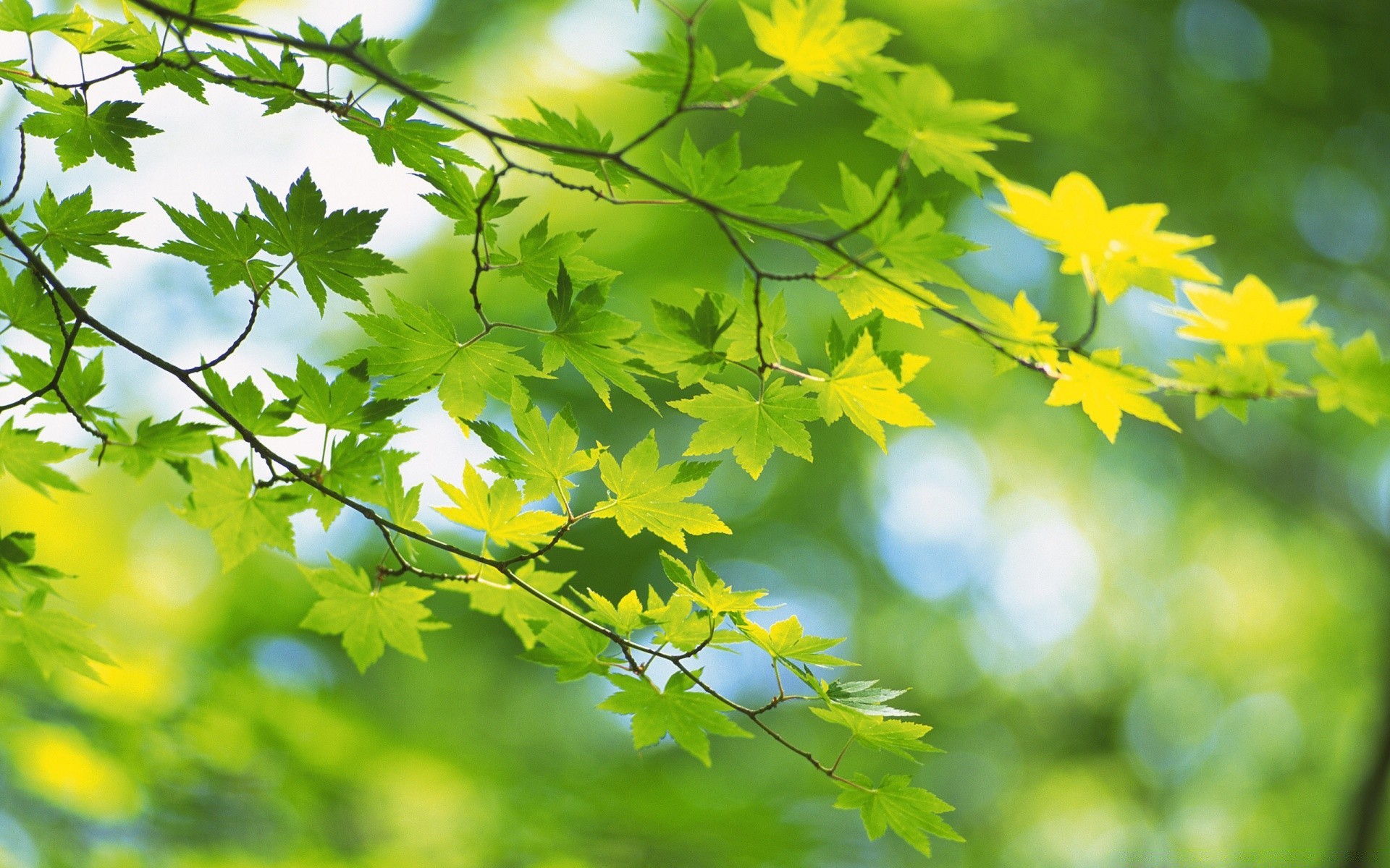 plantes feuille nature flore croissance arbre saison lumineux été branche environnement luxuriante jardin beau temps en plein air parc bois soleil couleur ensoleillé