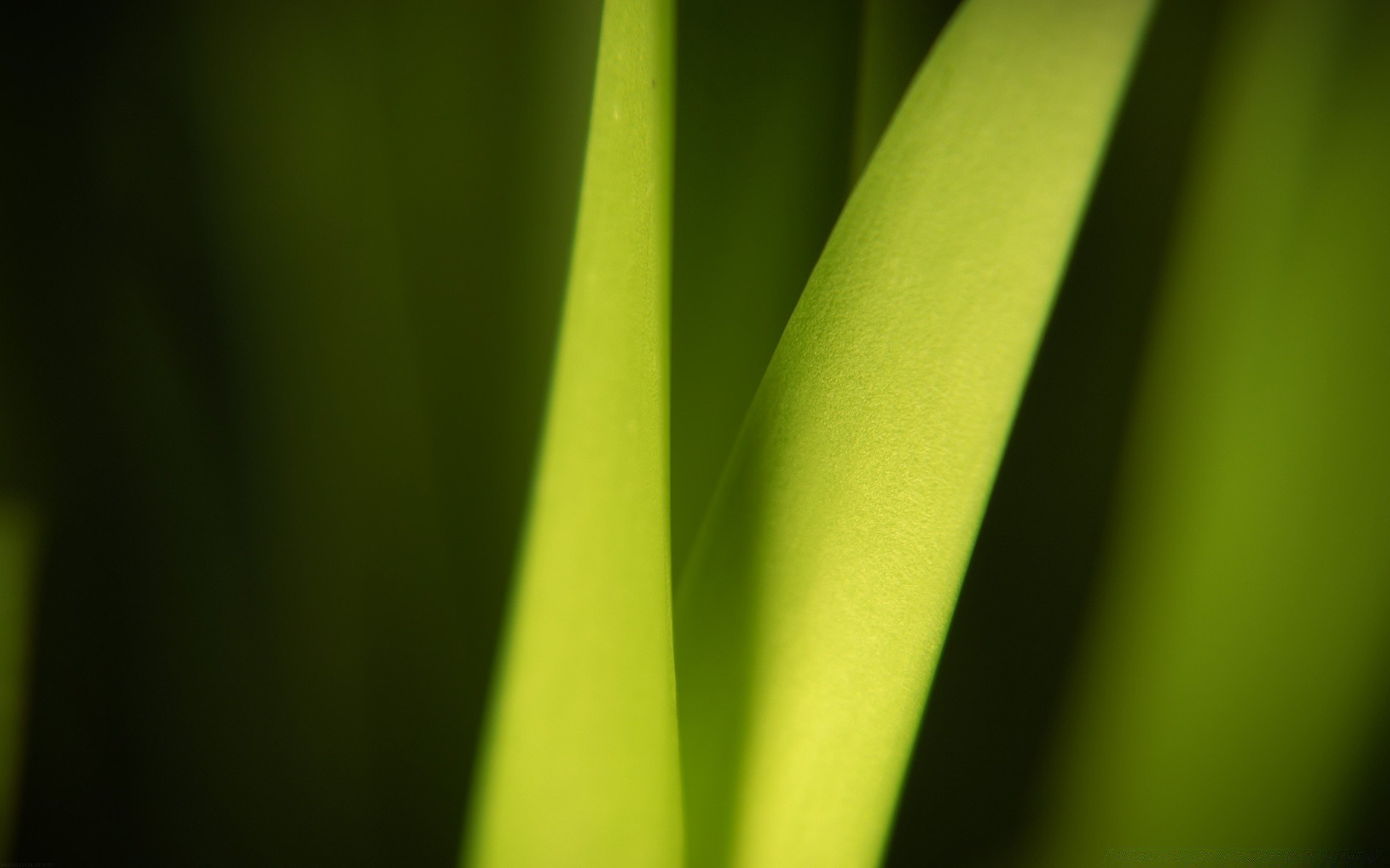 plants leaf growth rain flora dew abstract nature drop blur