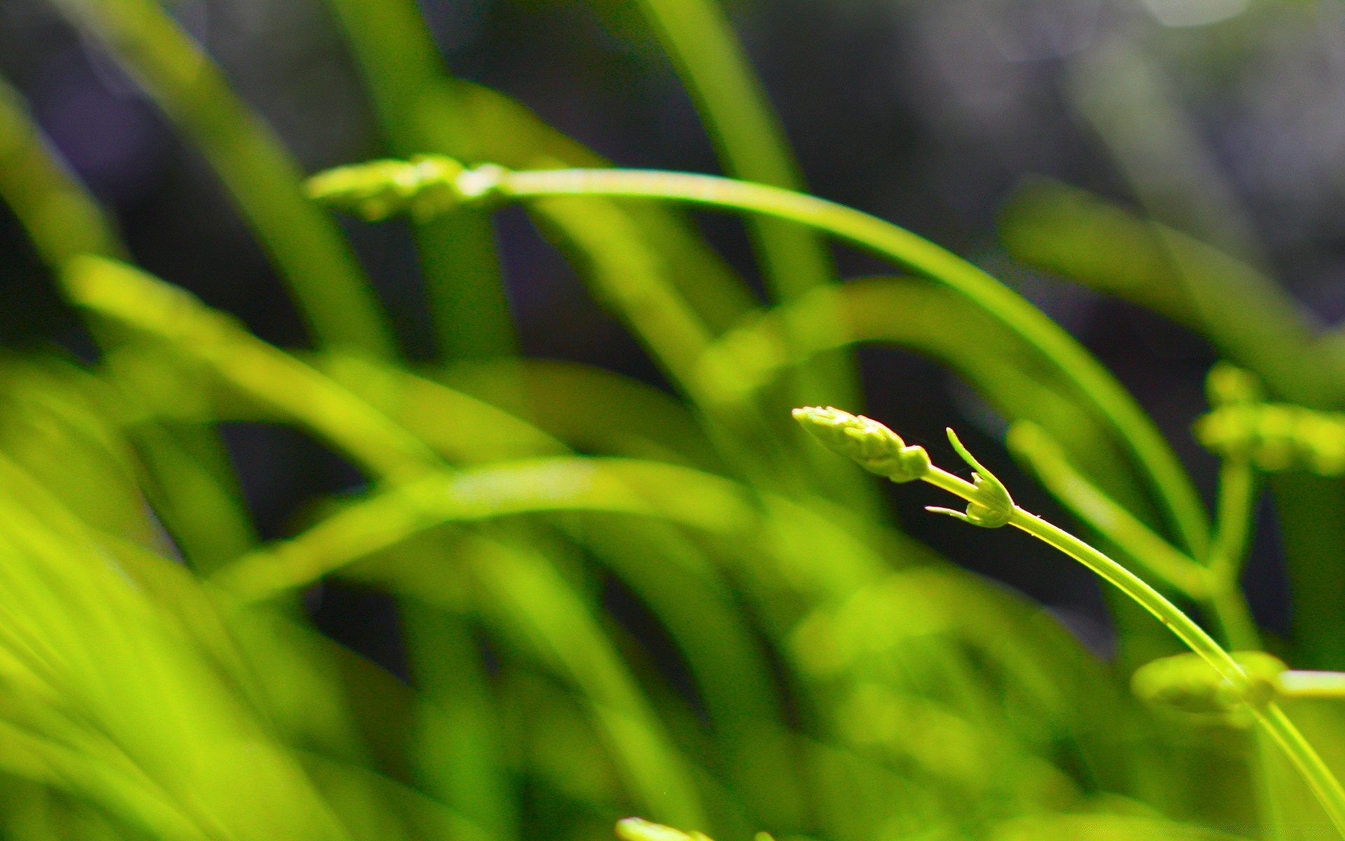 plantes flore jardin feuille croissance la nature herbe environnement couleur luxuriante fraîcheur été chute lame environnement lumineux pluie cosse rosée bureau