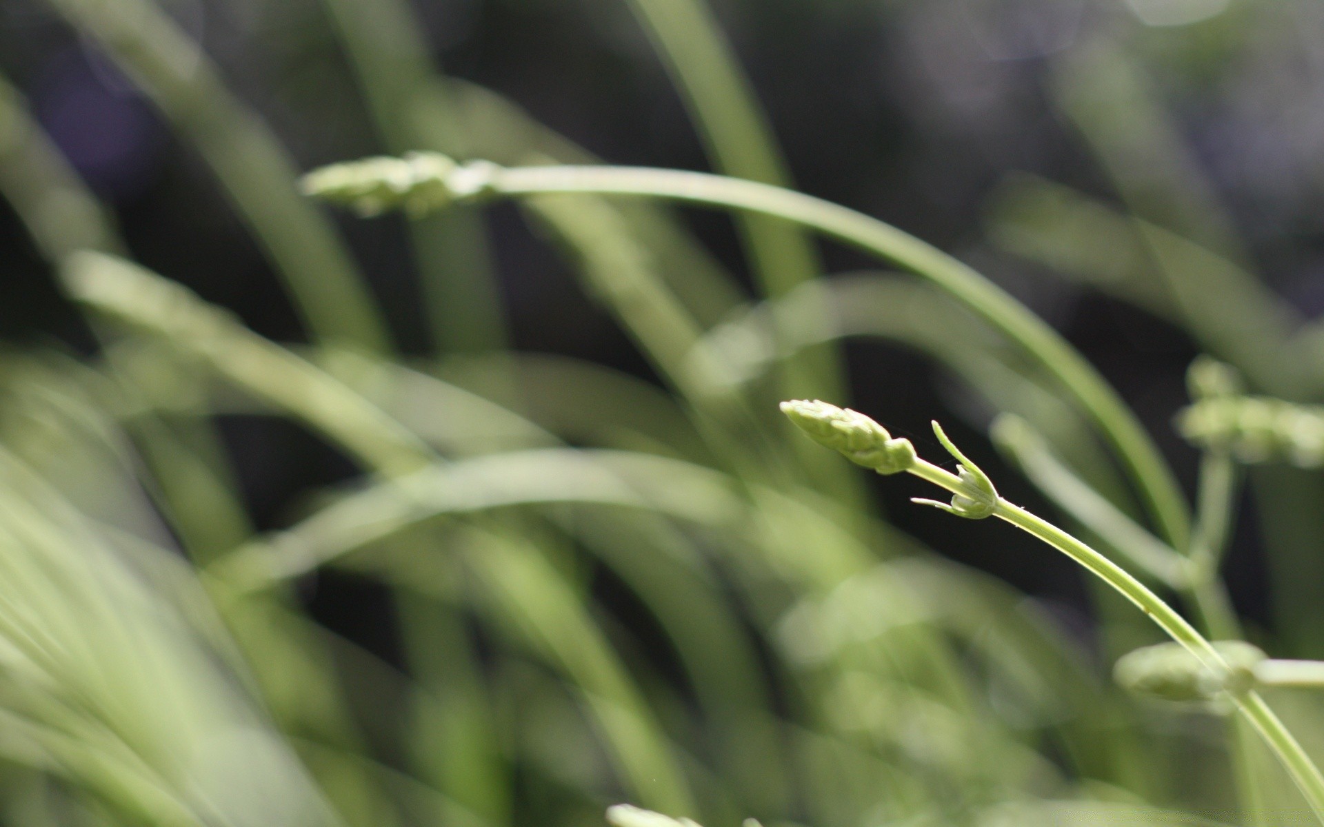 plants flora leaf growth nature garden color grass summer blur husk desktop