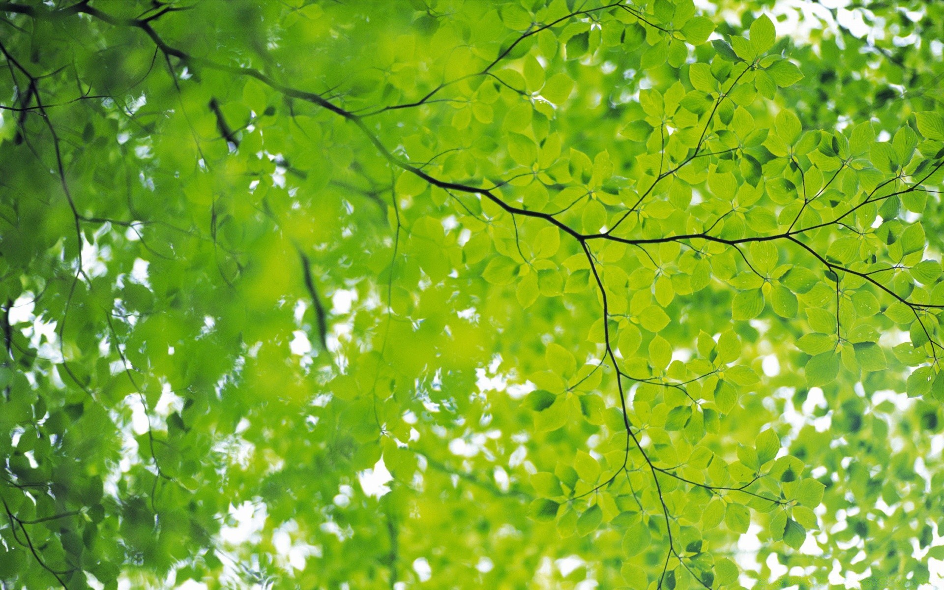 pflanzen blatt natur umwelt flora wachstum üppig filiale sommer baum hell ökologie gutes wetter frische jahreszeit sonne garten holz desktop hell