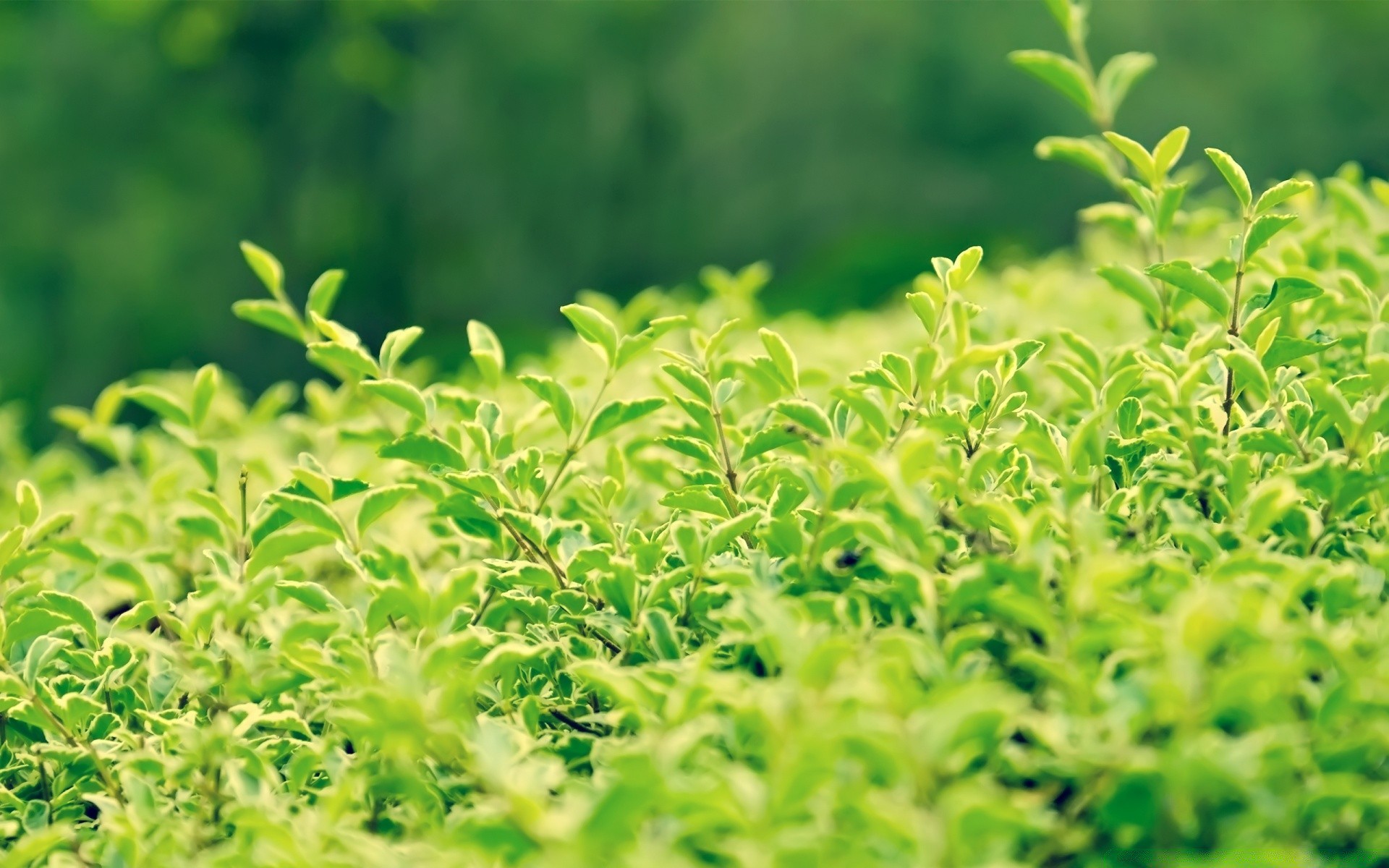 plantes feuille flore croissance nature jardin luxuriante agriculture été légume herbe fraîcheur herbe environnement nourriture sol ferme germer champ