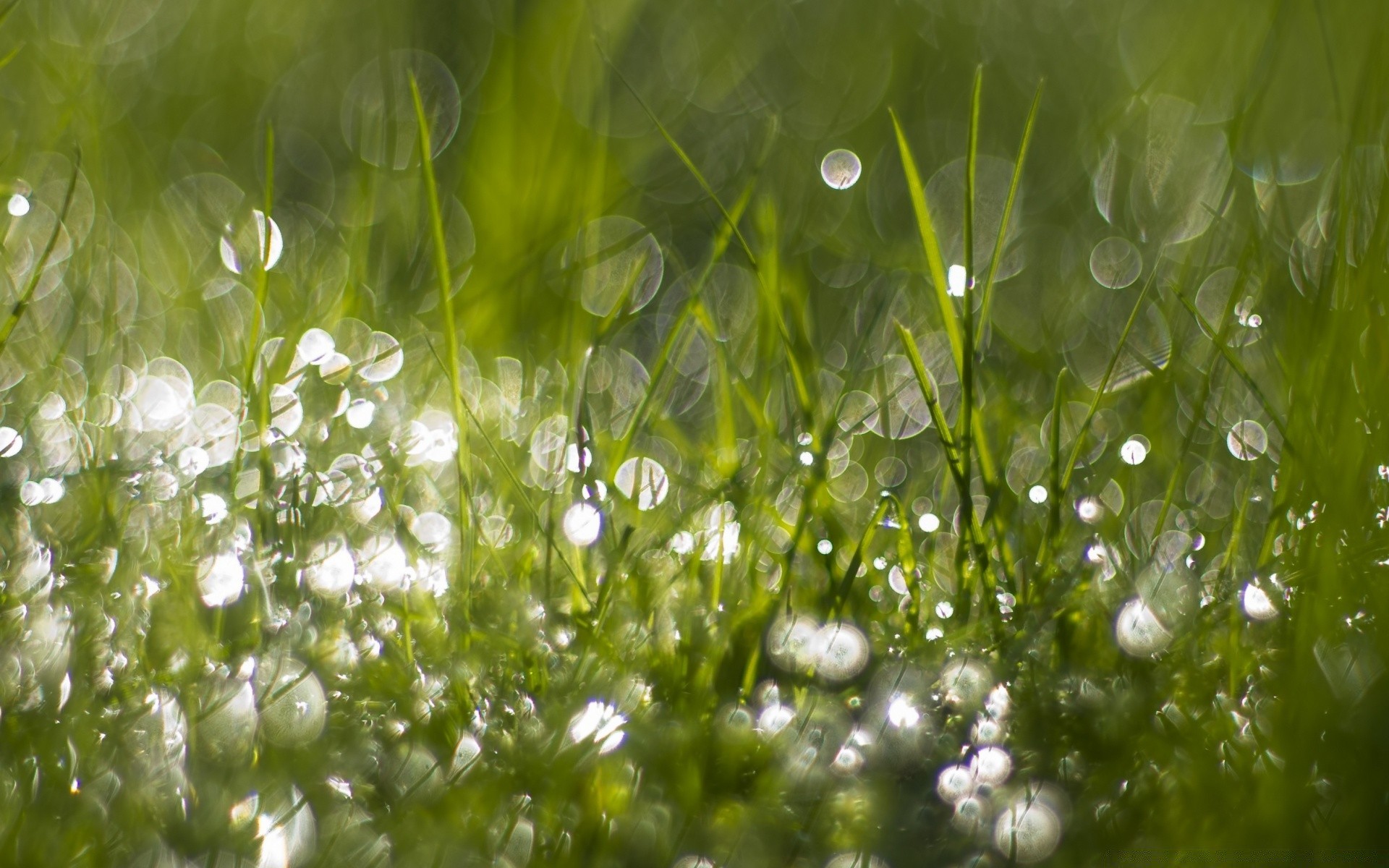 gotas y agua rocío gota hierba flora heno lluvia naturaleza frescura césped verano jardín crecimiento medio ambiente buen tiempo claro limpio hoja sol temporada amanecer