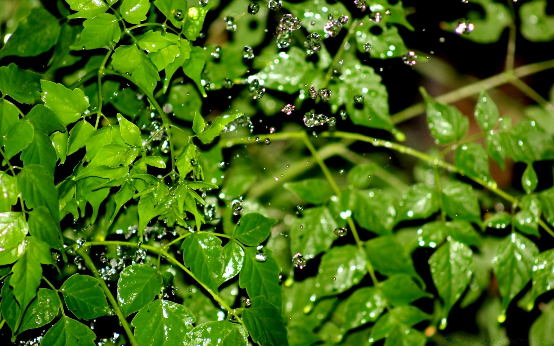 水滴和水 叶 植物群 雨 秋天 新鲜 生长 自然 露水 环境 花园 夏天 潮湿 郁郁葱葱 特写 滴 食物 清洁