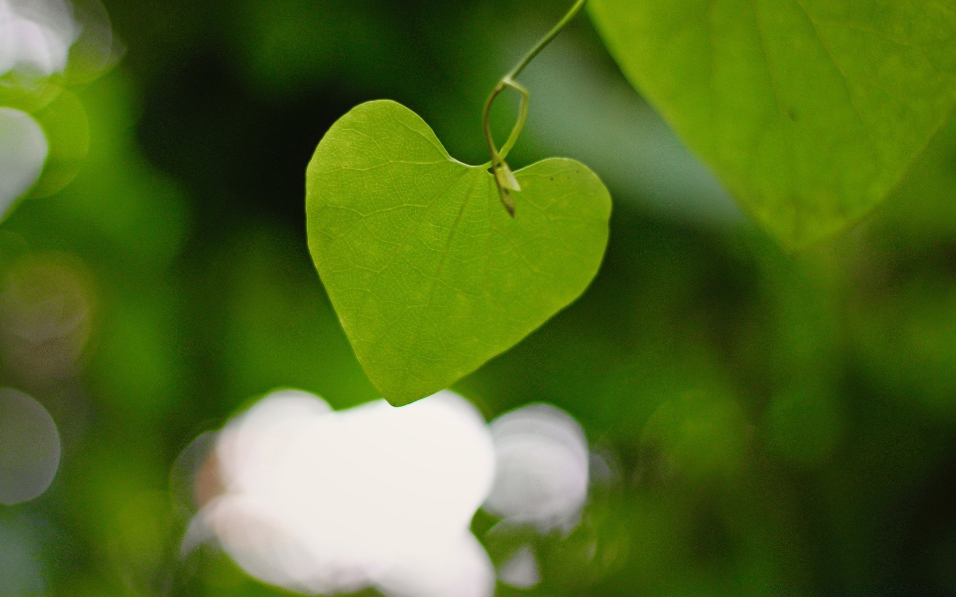 plants leaf nature flora garden growth summer close-up bright environment freshness flower grass