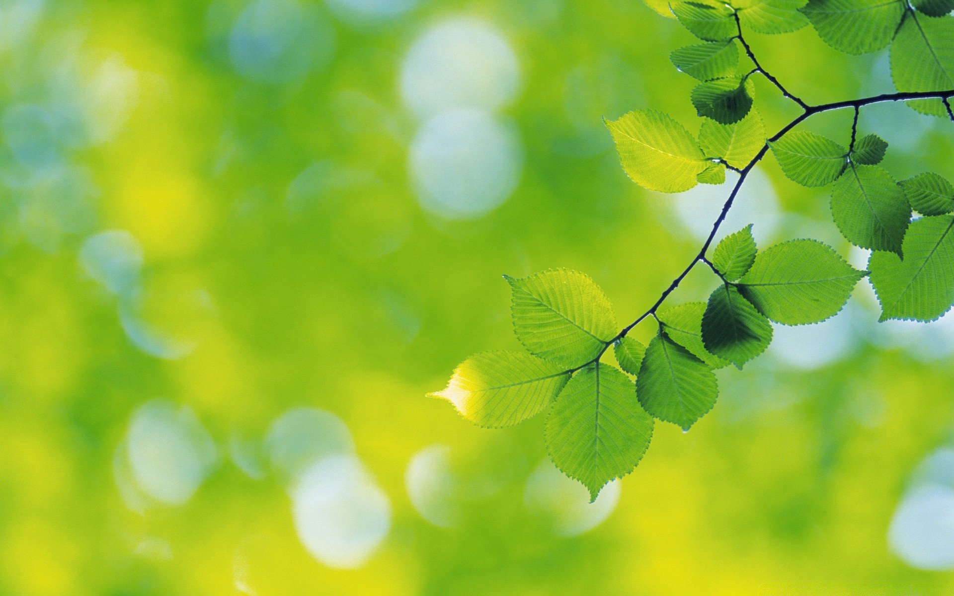 plants leaf flora blur nature bright growth lush focus color garden desktop summer tree environment abstract