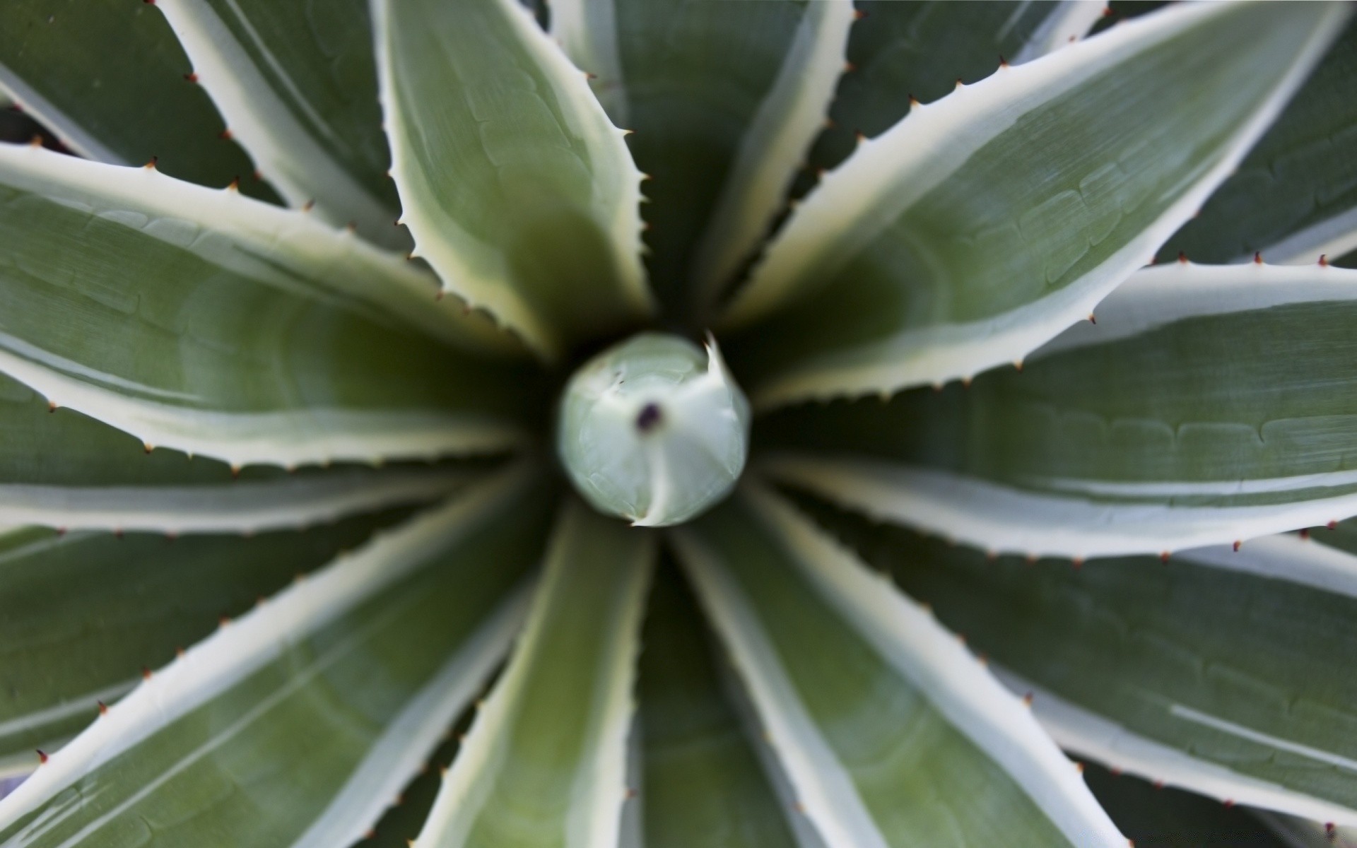 plantas cactus suculenta hoja flora agave aloe columna vertebral agudo naturaleza pico crecimiento flor desierto espinoso carnoso jardín espalda