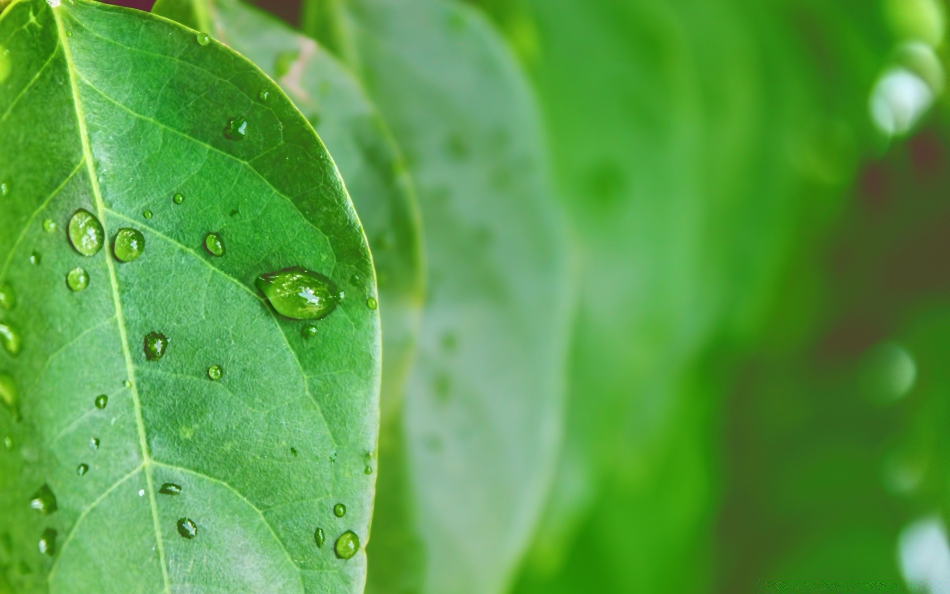 kropelki i woda liść deszcz rosa spadek flora krople natura wzrost mokry czystość krople świeżość środowisko ekologia ogród lato woda mało zbliżenie