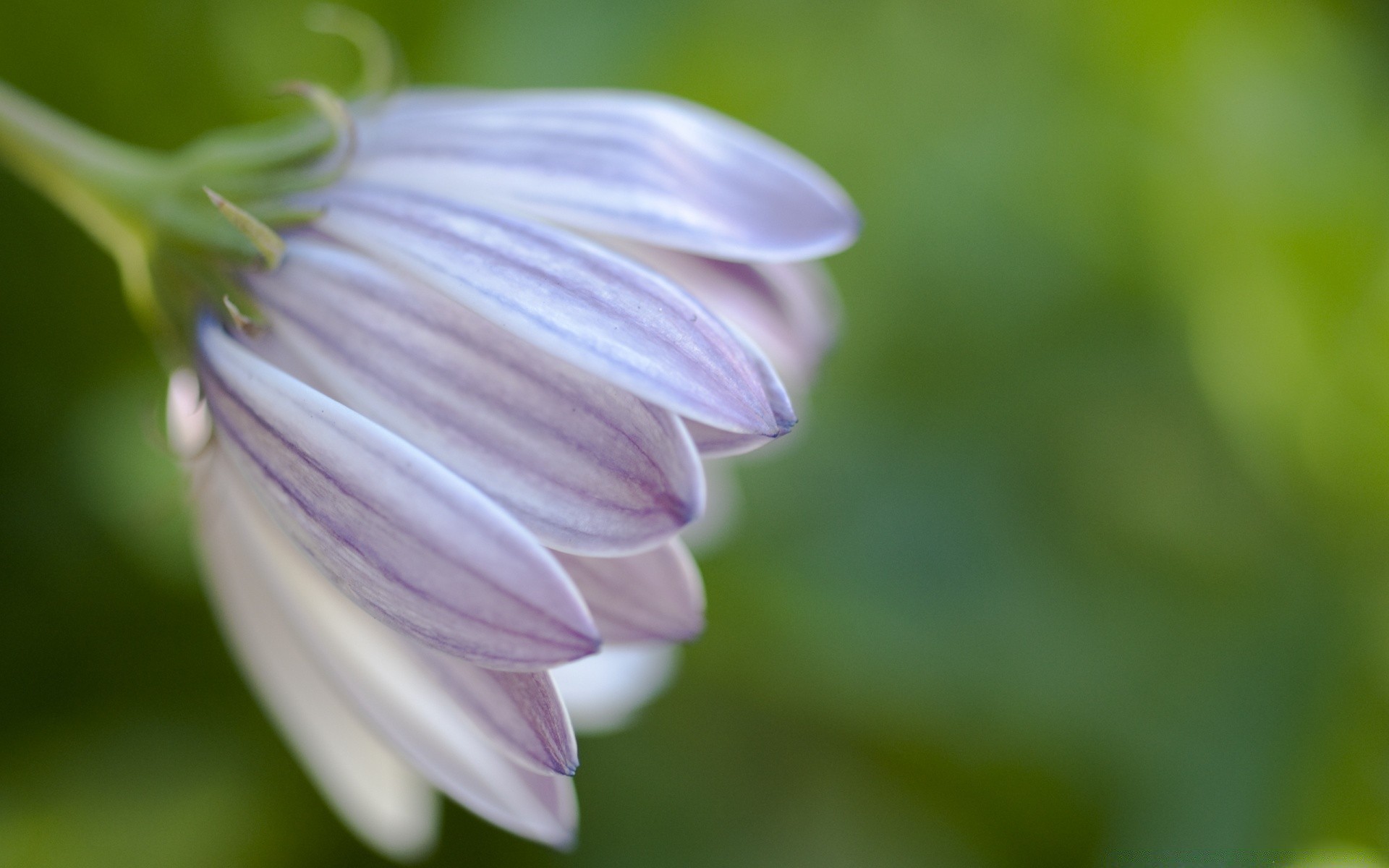 pflanzen natur blume flora garten blatt sommer schließen farbe unschärfe hell wachstum im freien