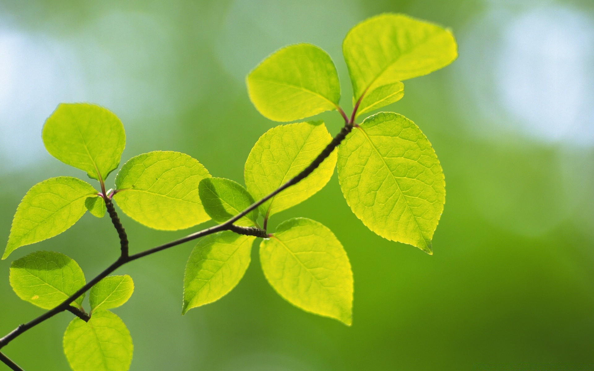 plants leaf growth flora nature environment lush garden ecology summer tree close-up