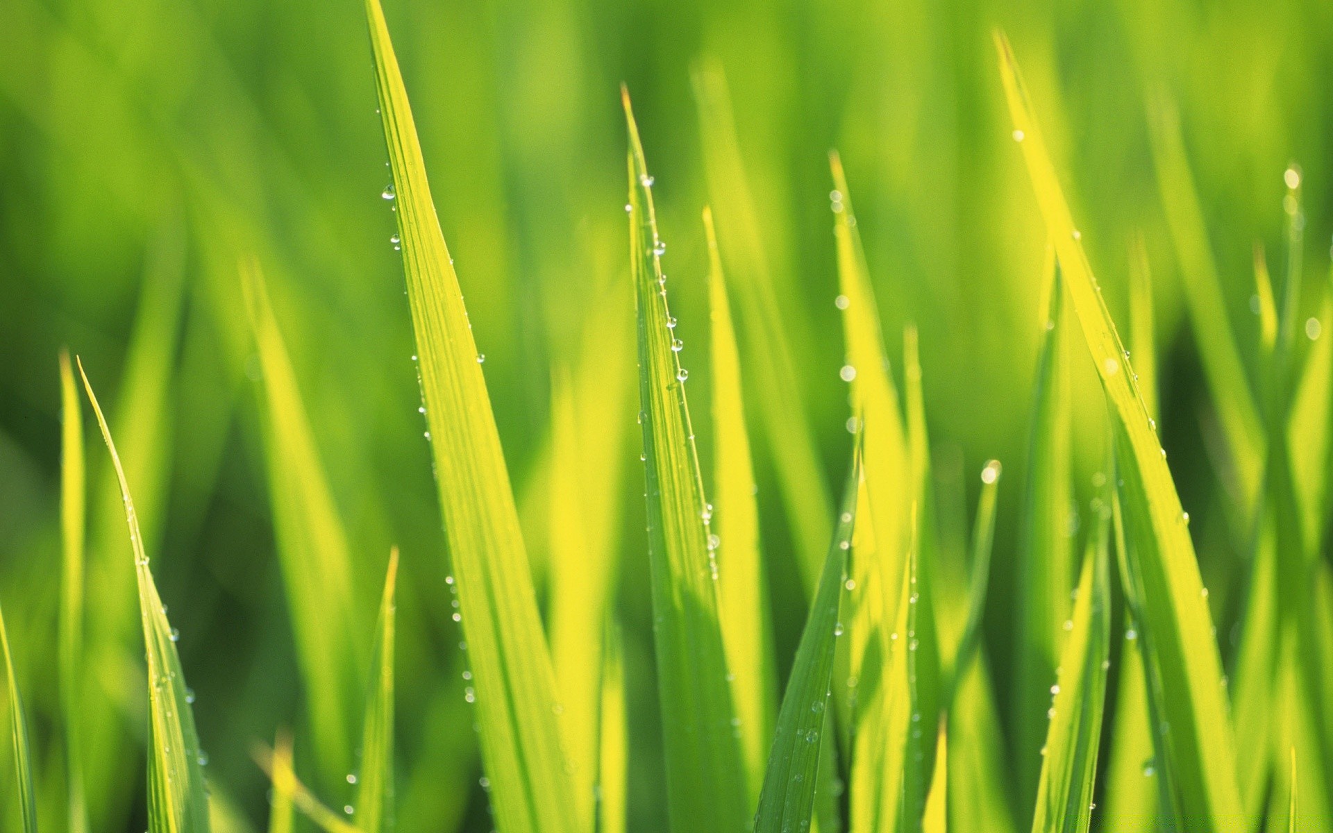 plantas crescimento folha grama exuberante flora orvalho gramado natureza jardim ecologia verão lâmina amanhecer ao ar livre ambiente feno bom tempo