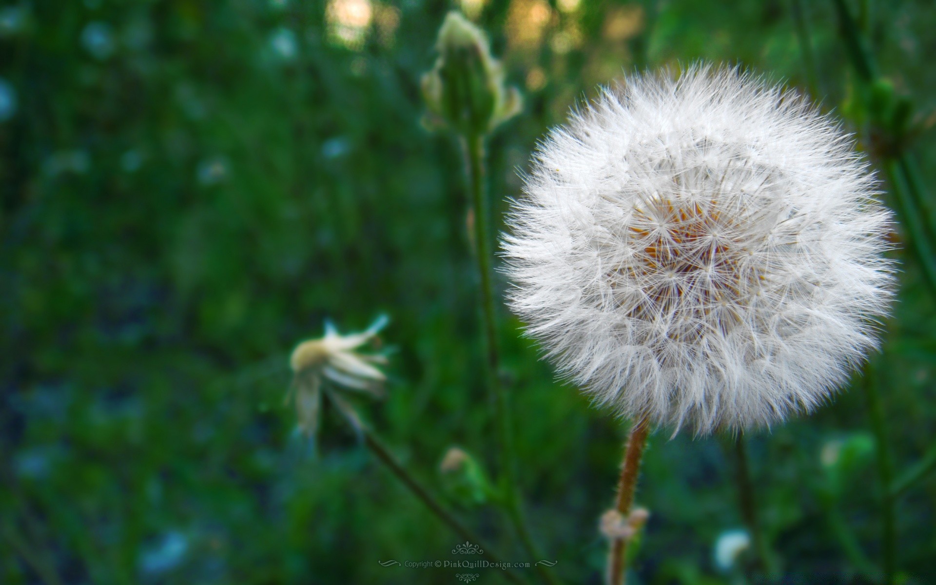 pflanzen löwenzahn natur blume flora sommer gras wachstum im freien heuhaufen samen garten sanft hell wild blatt unkraut farbe blumen