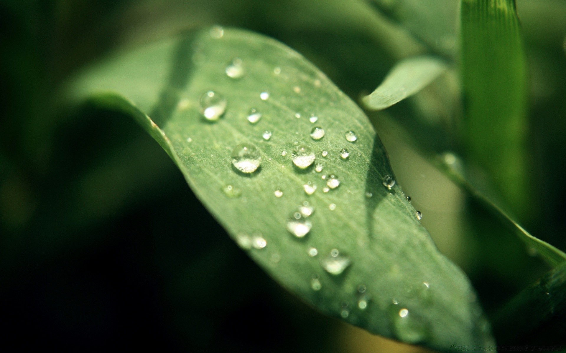 droplets and water rain dew leaf drop wet raindrop droplet flora nature purity water growth garden dof environment