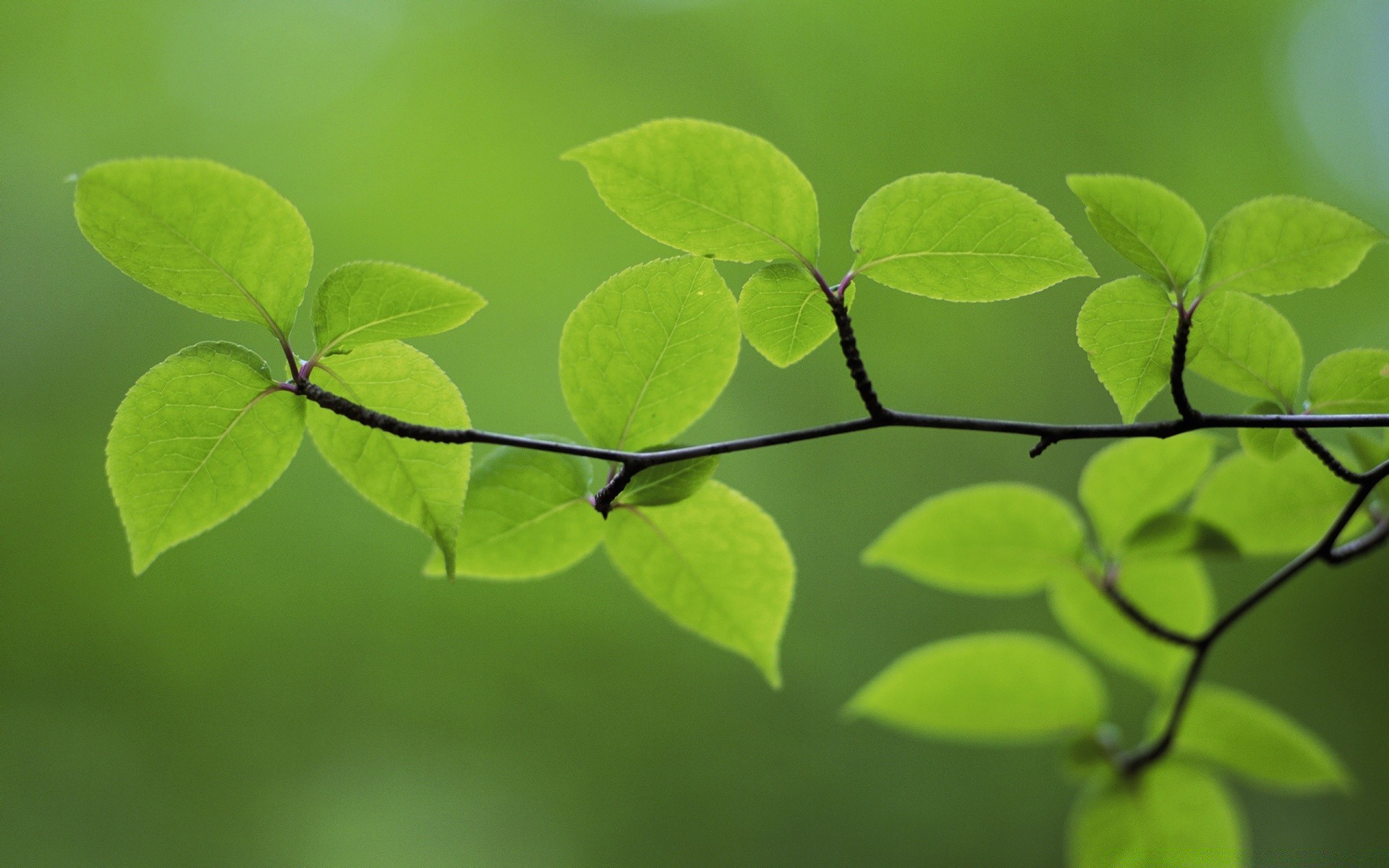 plants leaf flora growth nature garden environment lush summer tree outdoors ecology close-up branch bright freshness