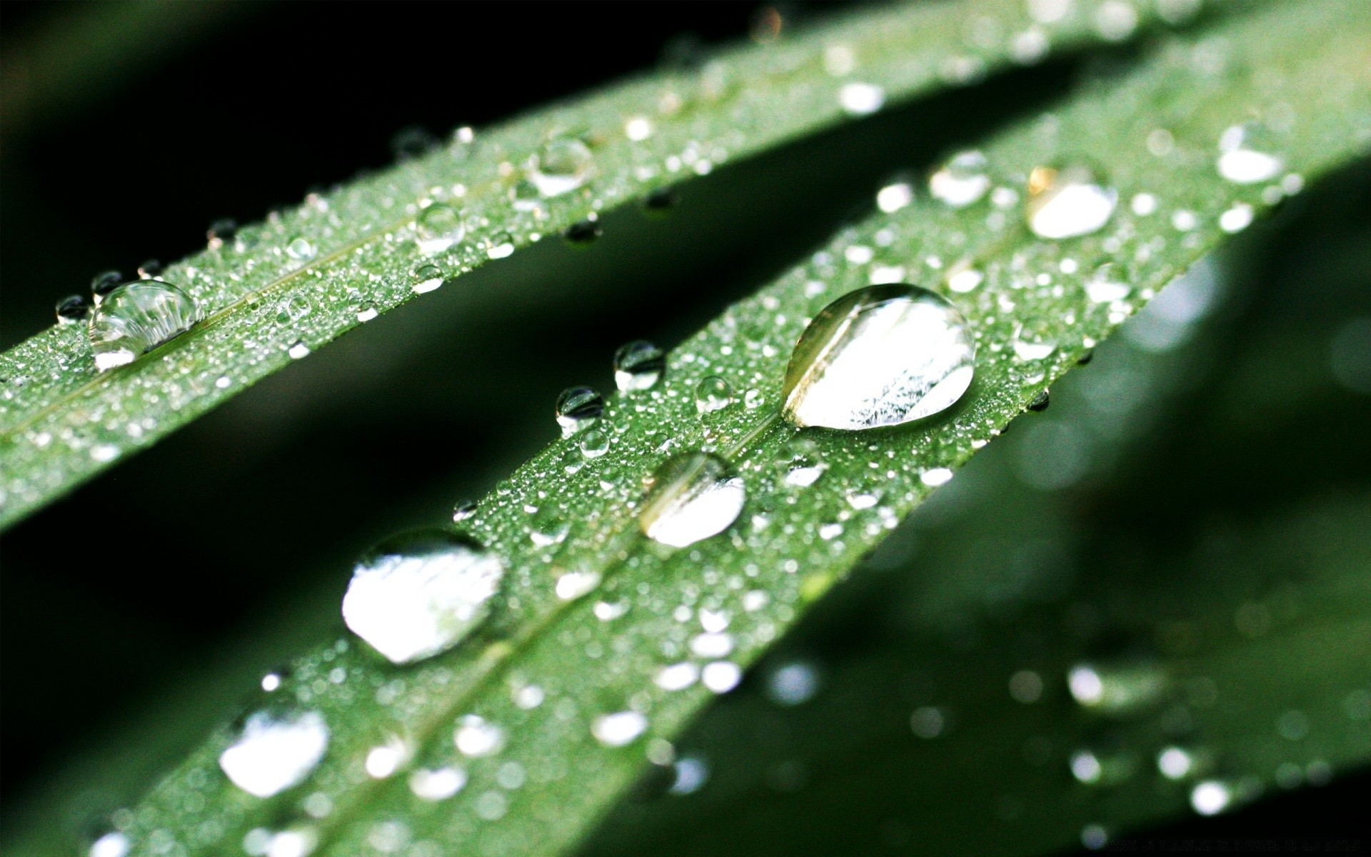 gotas e água chuva orvalho gota gota folha molhado gotas água pureza flora vertedouro crescimento líquido limpo meio claro jardim bolha