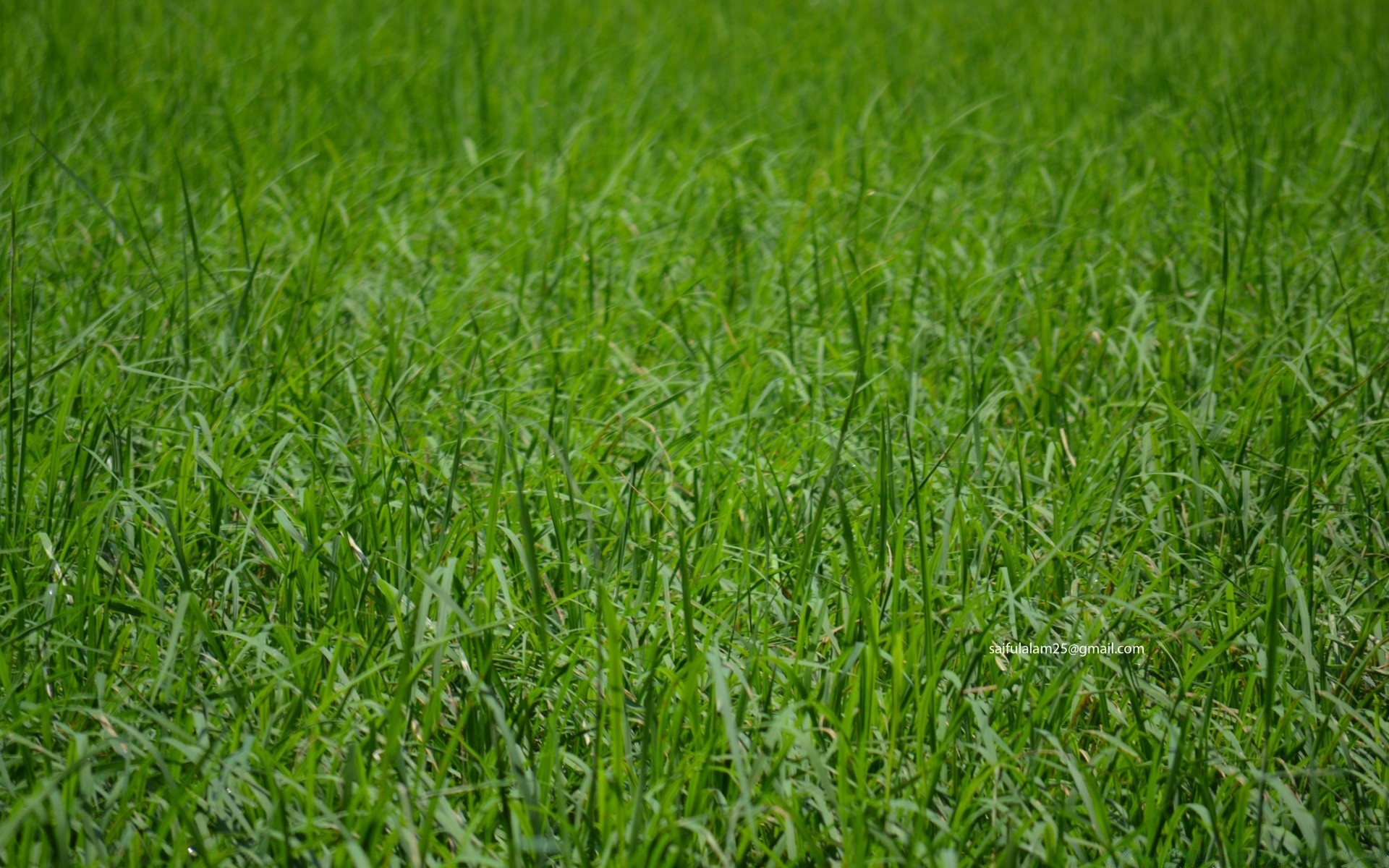 plants grass growth field lawn lush hayfield flora summer environment leaf pasture turf rural grassland agriculture soil nature blade freshness farm