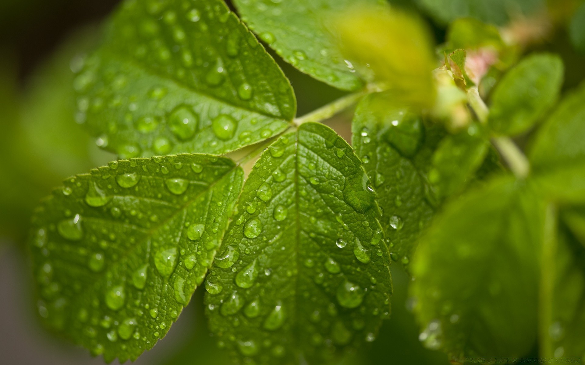 kropelki i woda liść deszcz rosa flora wzrost spadek natura mokry ogród świeżość krople krople czystość bujny lato środowiska