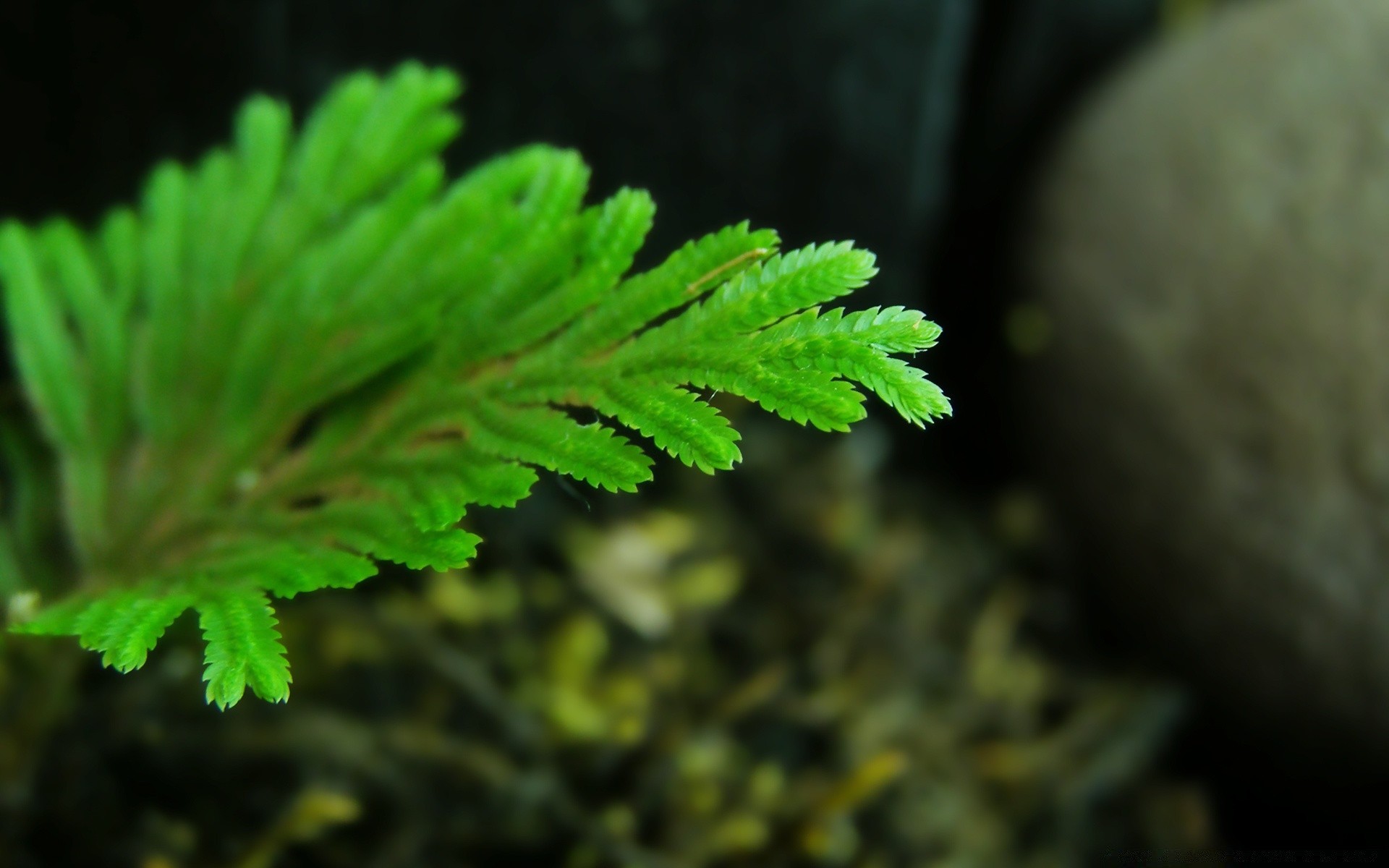 plantes feuille nature à l extérieur flore fern croissance environnement arbre gros plan médecine bois