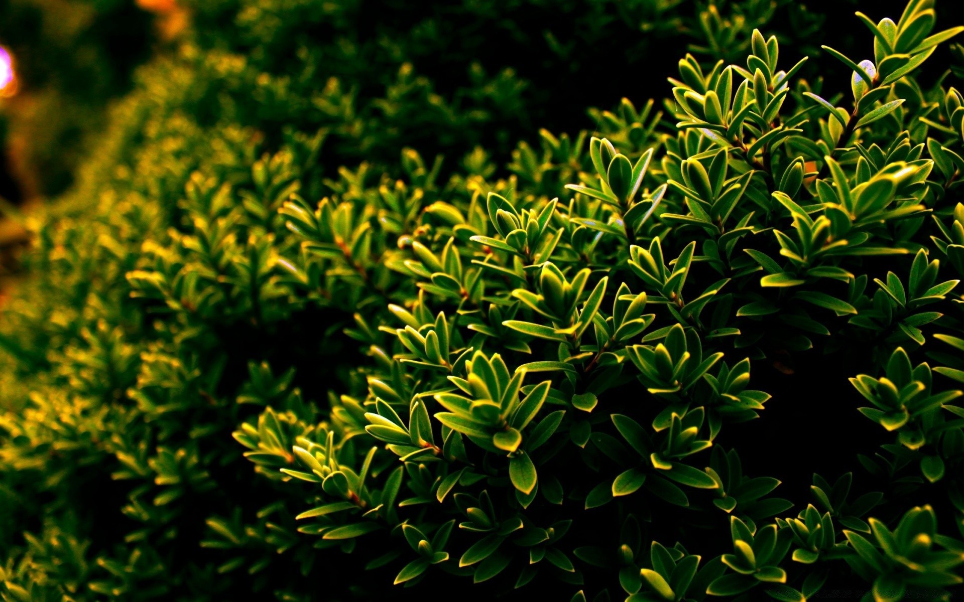 plants flora nature leaf garden tree growth shrub desktop close-up pattern evergreen wood environment park texture color summer lush outdoors