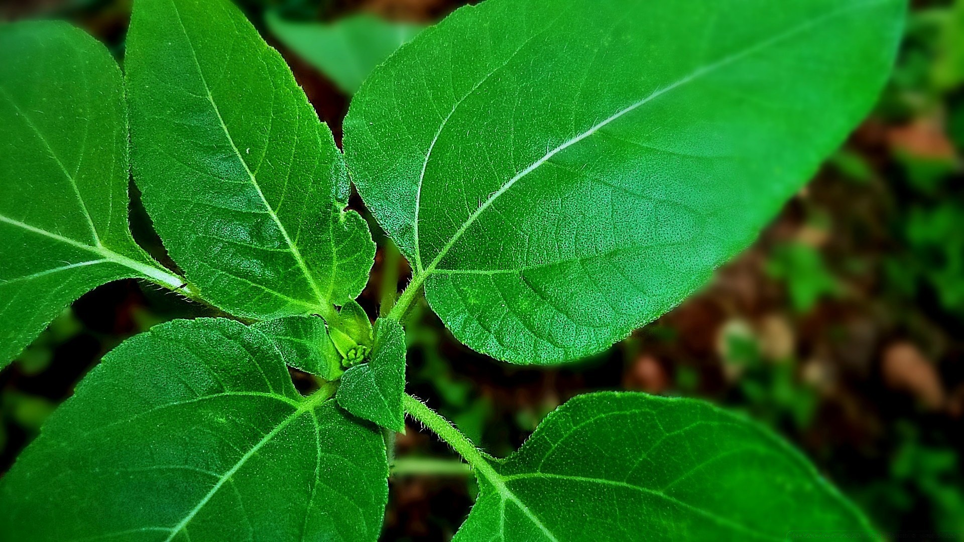 plants leaf flora nature growth close-up environment freshness garden food ecology herb summer