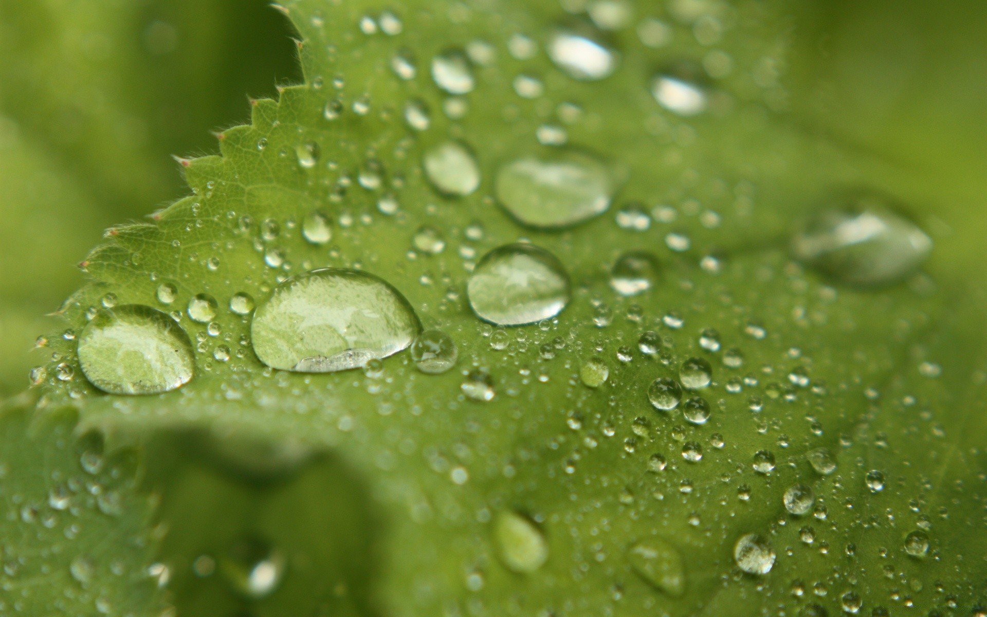 tröpfchen und wasser regen tropfen tau nass tropfen wasser flüssigkeit sauber blatt tropfen blase frische sauber klar flora sauber türkis medium