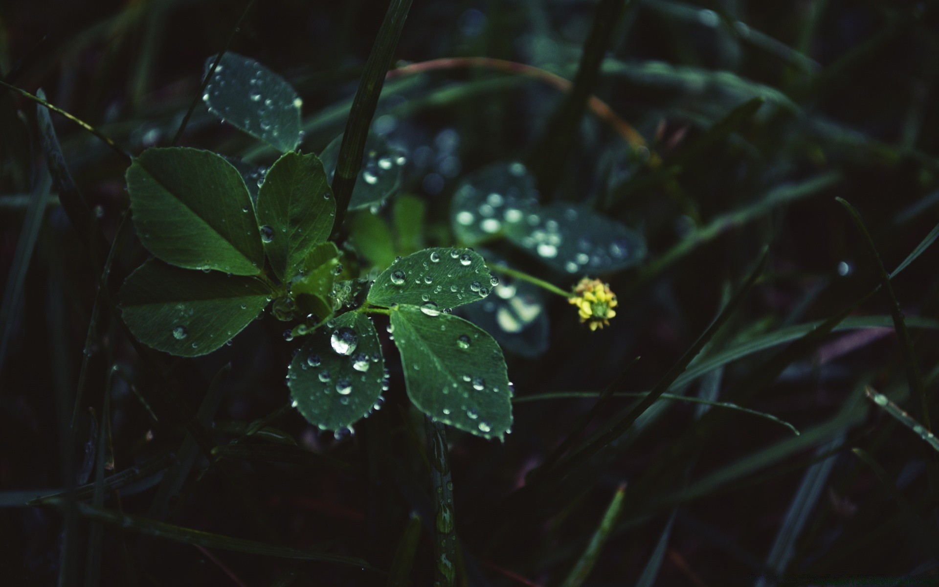 gotas e água chuva folha gota flor natureza borrão orvalho luz flora água jardim meio crescimento