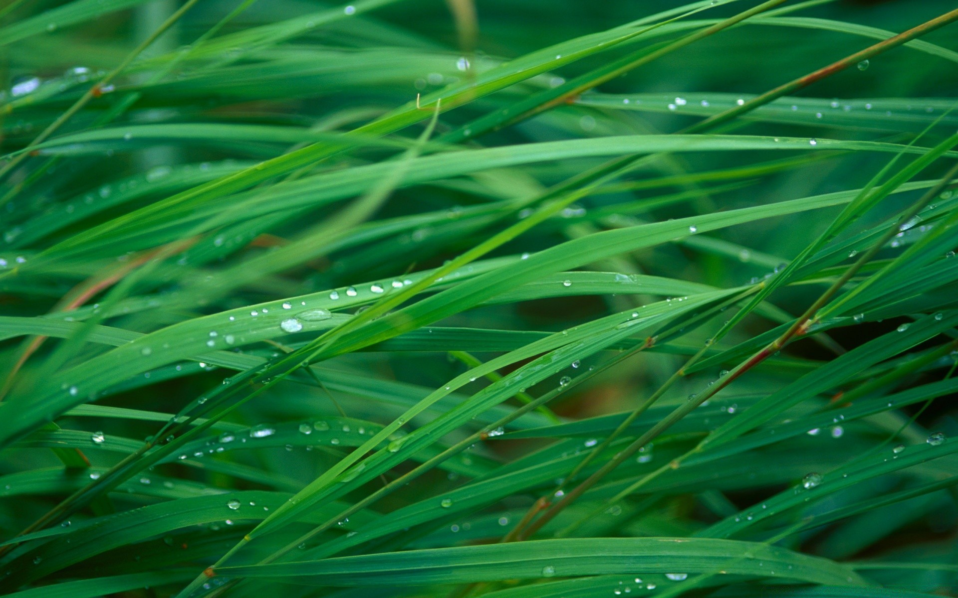 gouttelettes d eau rosée feuille flore herbe luxuriante pelouse croissance lame pluie fraîcheur nature automne mercredi été jardin humide propreté gouttes