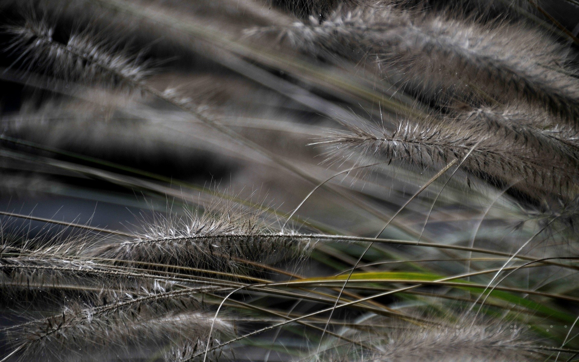 plants nature outdoors grass close-up blur light feather flora