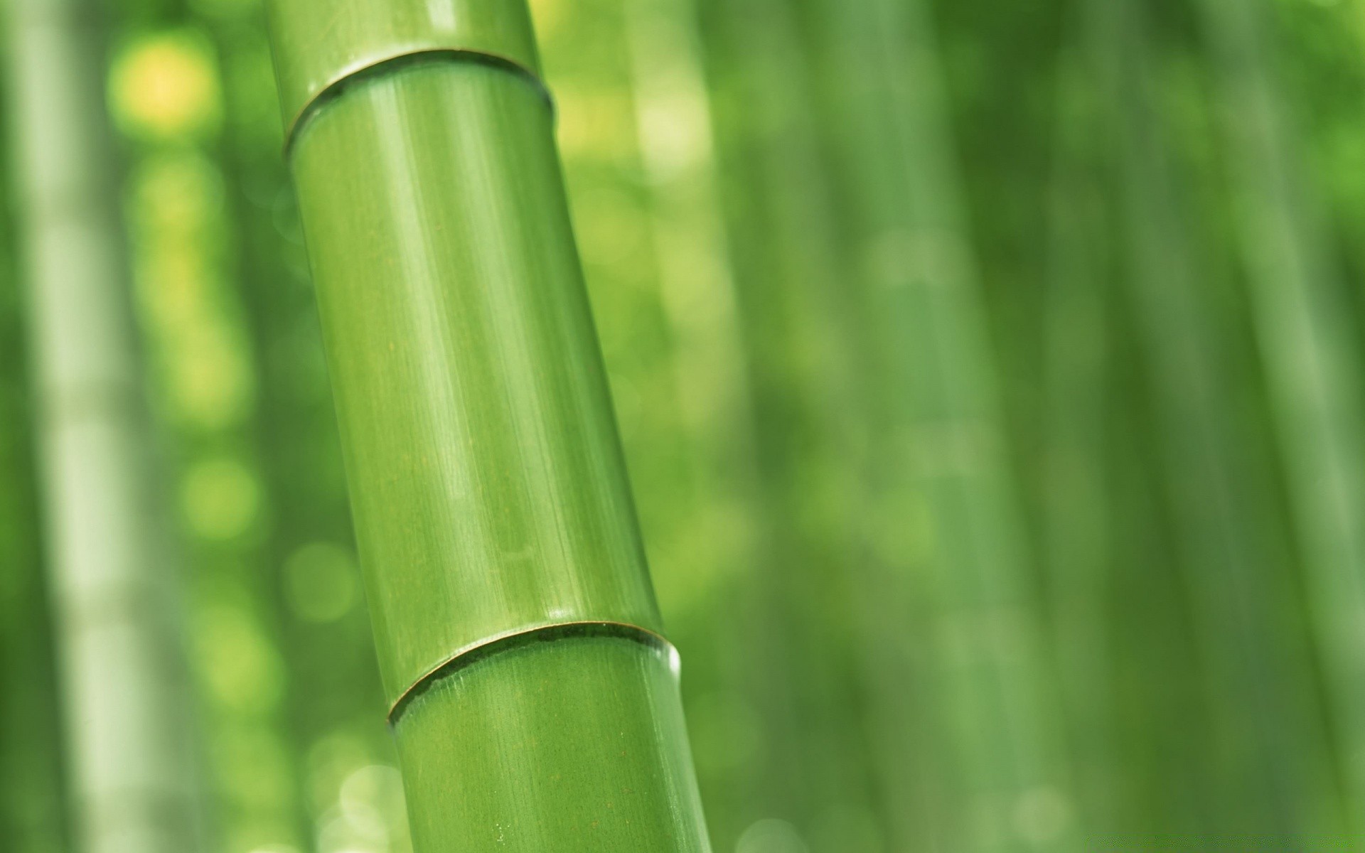 pflanzen blatt bambus wachstum natur flora üppig ökologie im freien sommer hell garten gras tropisch tau schale regen medium zen