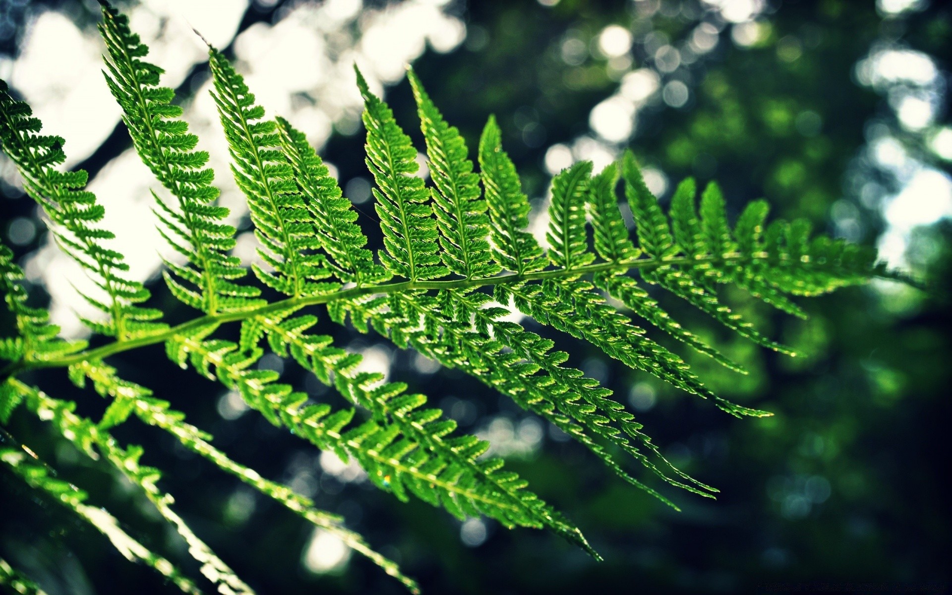 plantas flora folha natureza fern ambiente ao ar livre árvore desktop crescimento verão jardim close-up exuberante frond cor frescura ecologia padrão madeira