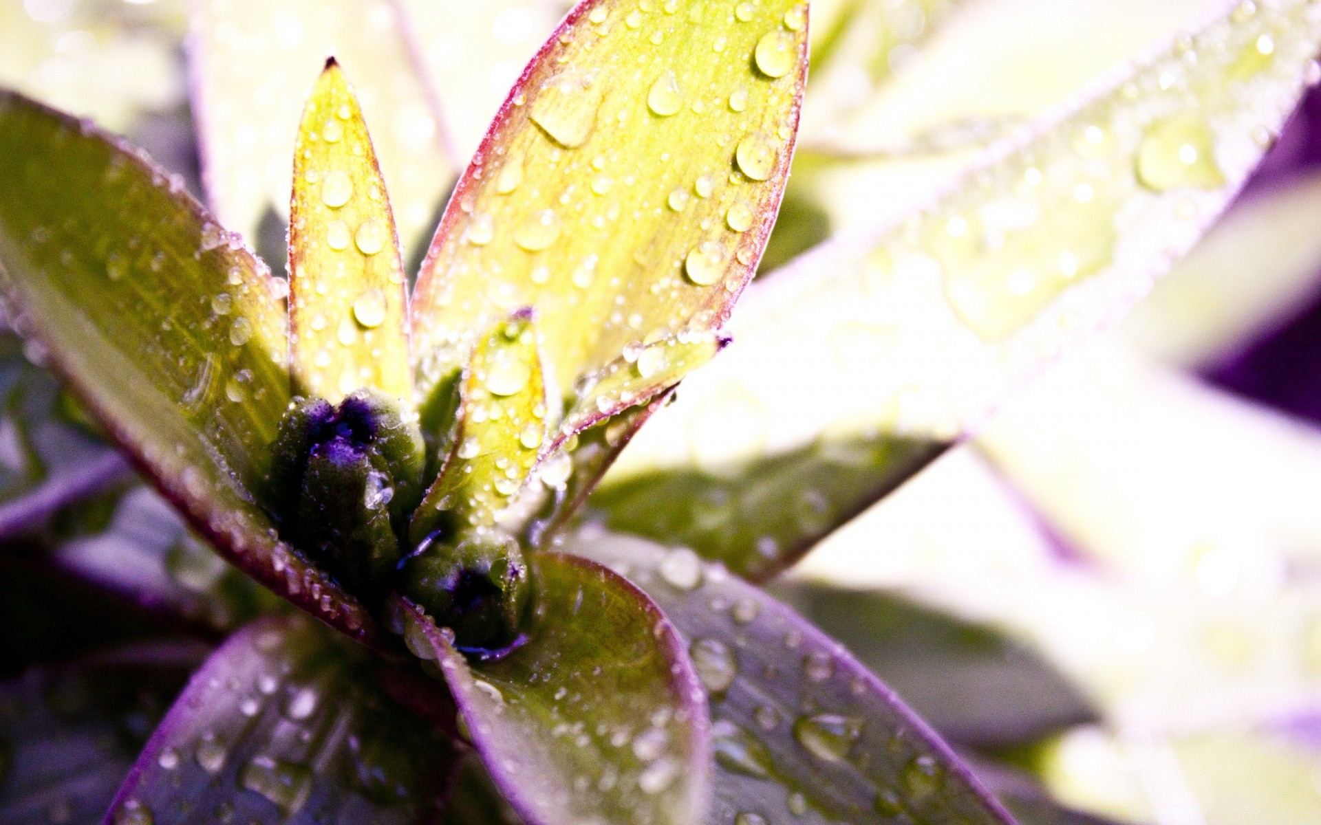 gotas y agua naturaleza hoja flora lluvia flor rocío verano gota jardín agua al aire libre color mojado luz hermosa brillante primer plano desenfoque